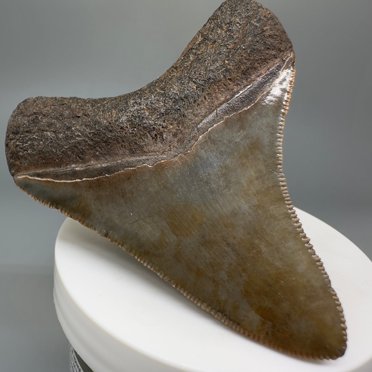 Colorful, sharply serrated 2.84" Fossil Megalodon Shark Tooth - Georgia CM5269 - Back Left