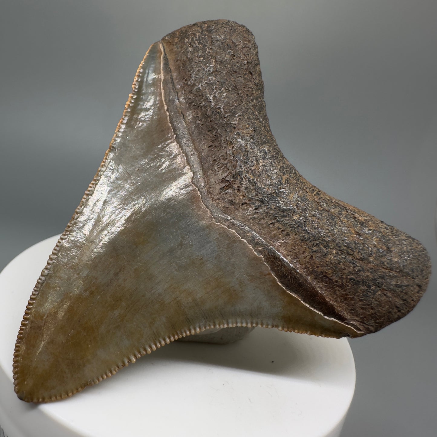 Colorful, sharply serrated 2.84" Fossil Megalodon Shark Tooth - Georgia CM5269 - Back Right