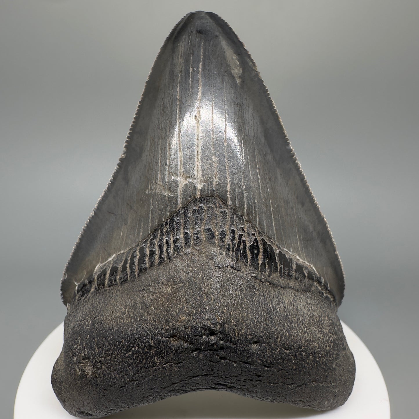 Dark colors, serrated 2.94" Fossil Megalodon Shark Tooth from South Carolina CM5268 - Front
