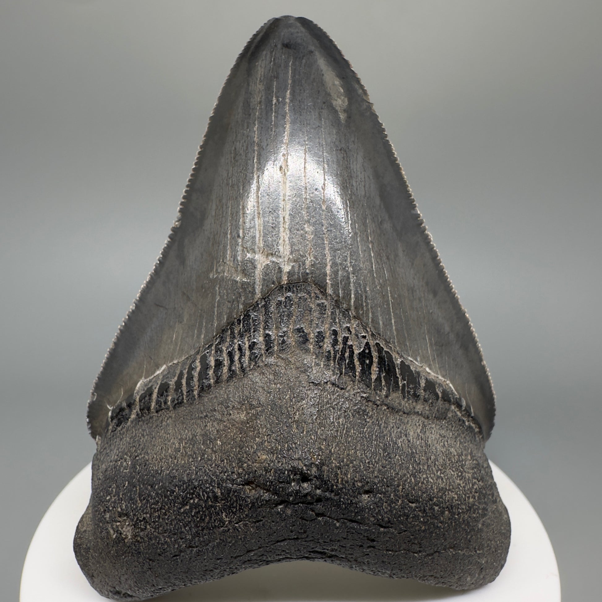 Dark colors, serrated 2.94" Fossil Megalodon Shark Tooth from South Carolina CM5268 - Front