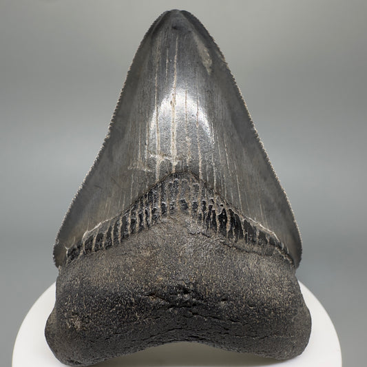 Dark colors, serrated 2.94" Fossil Megalodon Shark Tooth from South Carolina CM5268 - Front