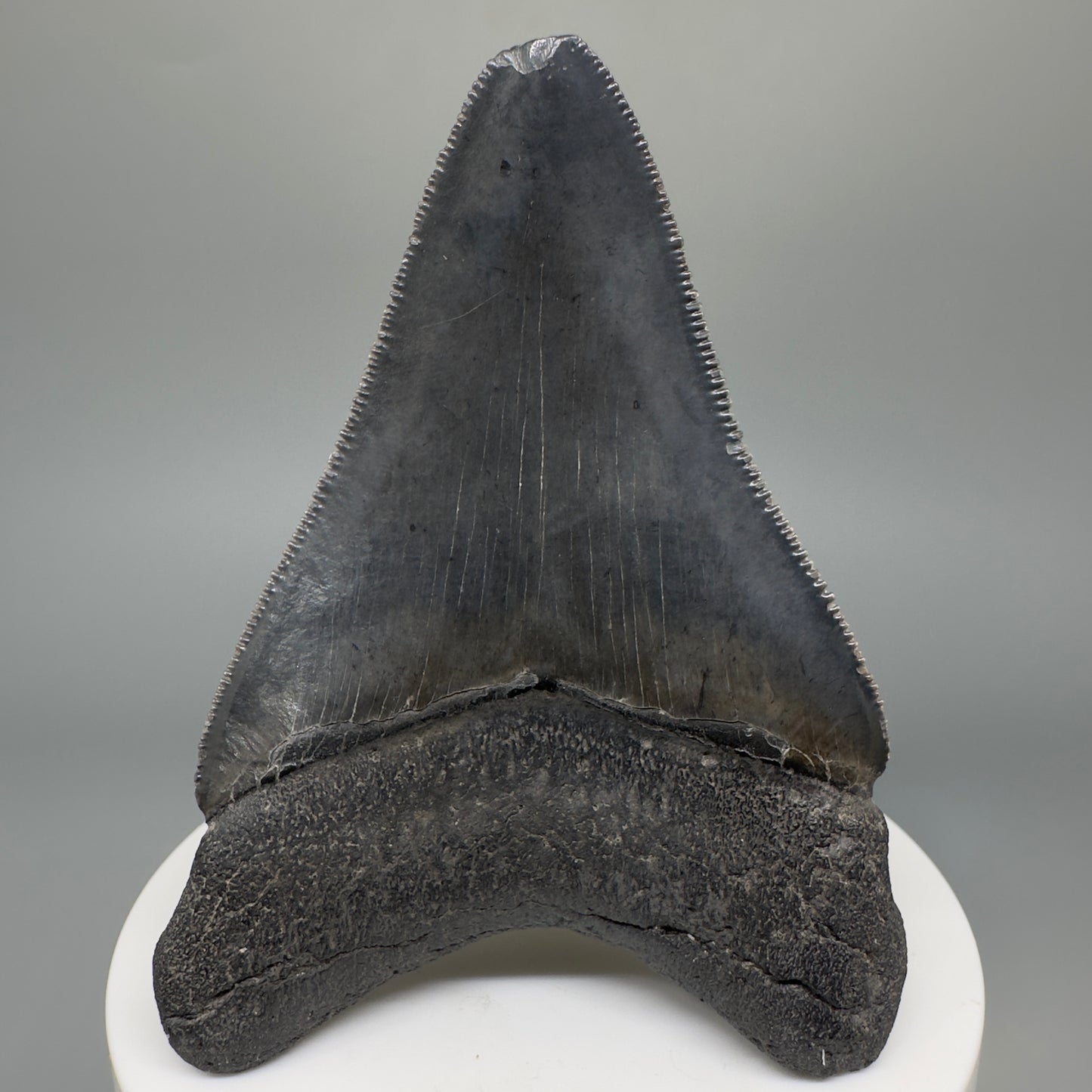 Dark colors, serrated 2.94" Fossil Megalodon Shark Tooth from South Carolina CM5268 - Back