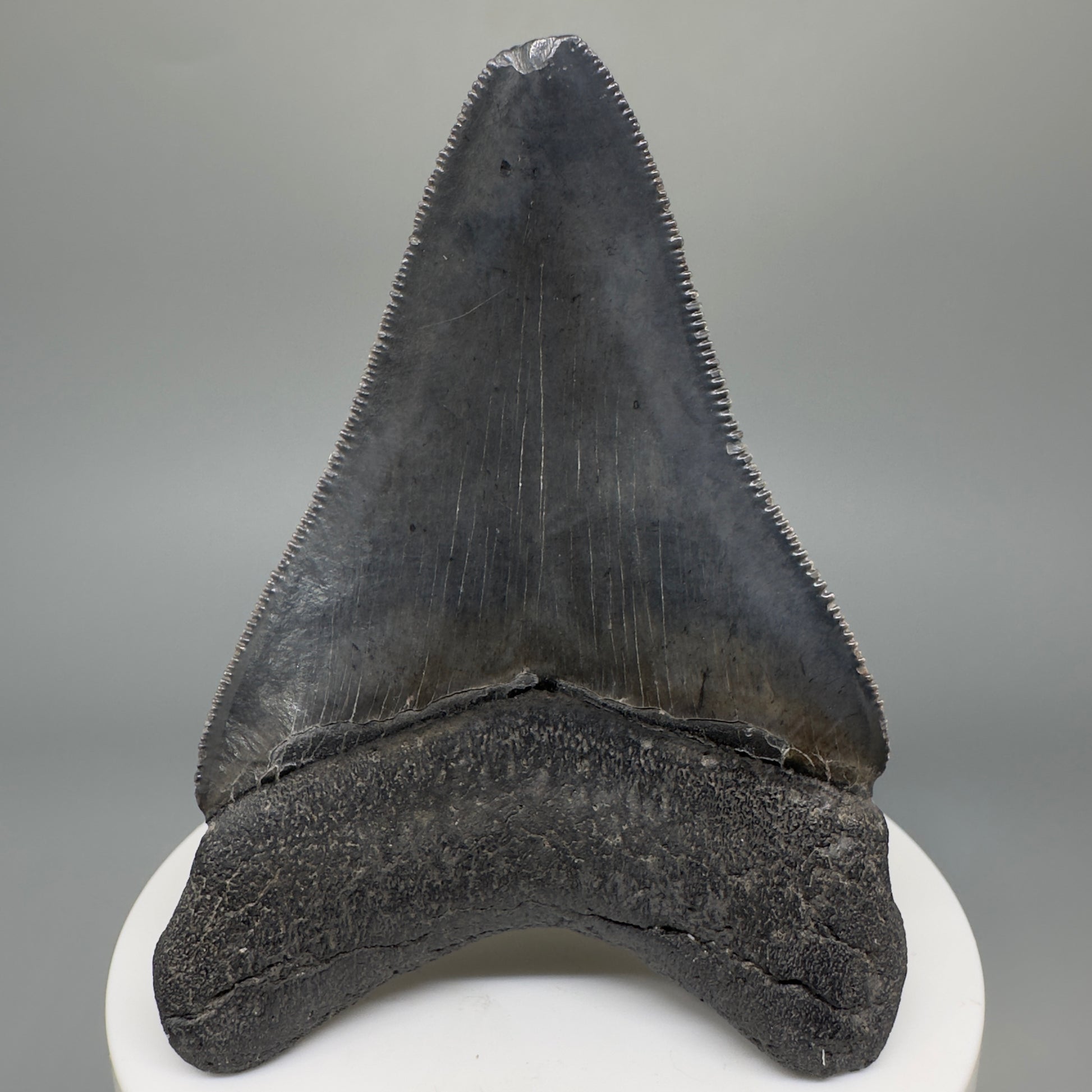 Dark colors, serrated 2.94" Fossil Megalodon Shark Tooth from South Carolina CM5268 - Back