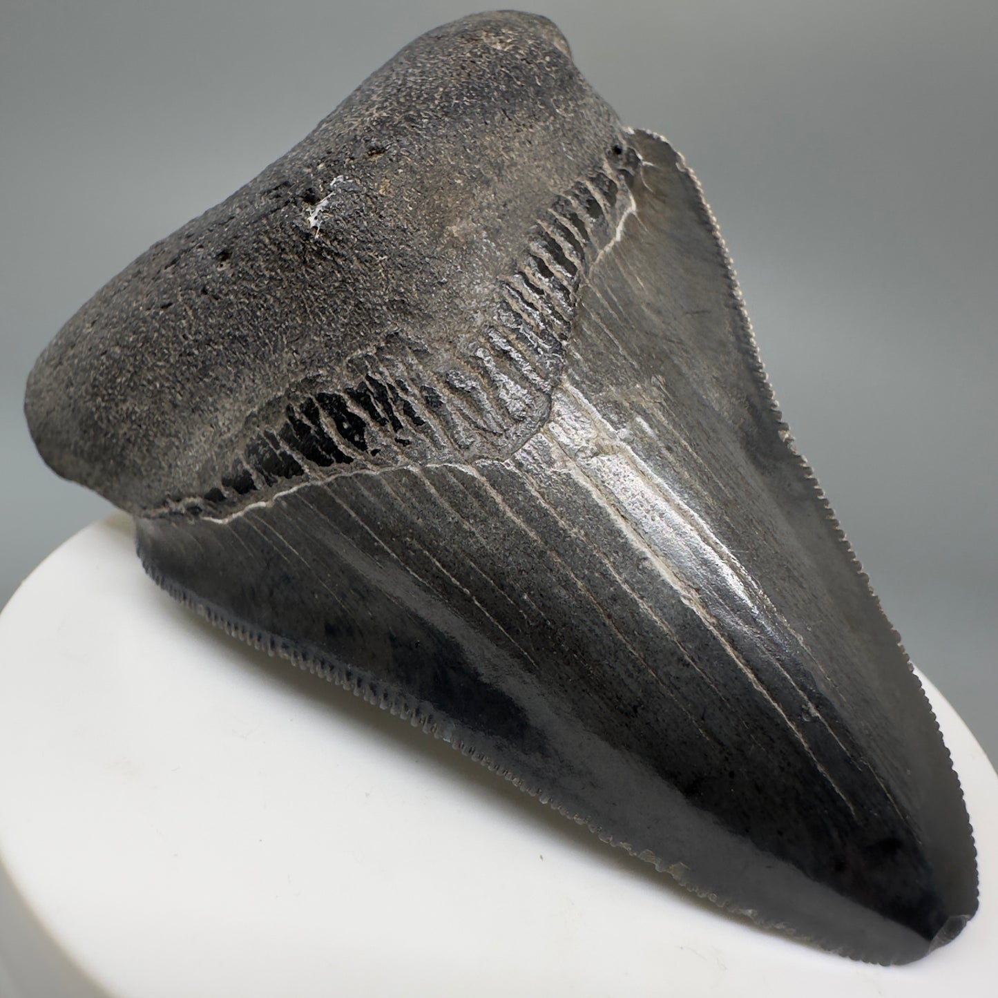 Dark colors, serrated 2.94" Fossil Megalodon Shark Tooth from South Carolina CM5268 - Front Left