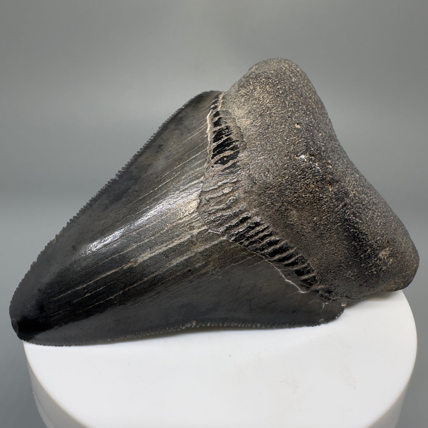 Dark colors, serrated 2.94" Fossil Megalodon Shark Tooth from South Carolina CM5268 - Front Right
