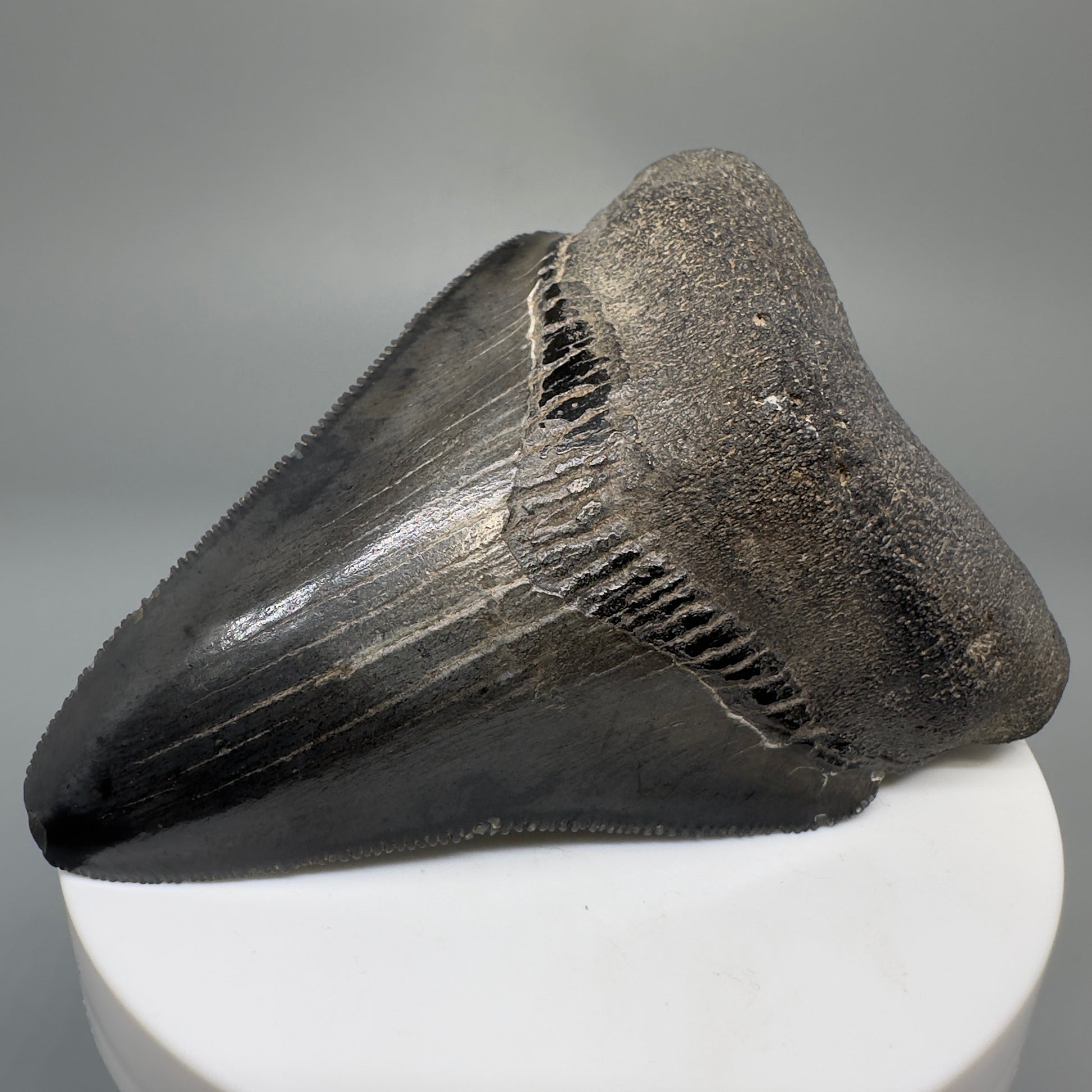 Dark colors, serrated 2.94" Fossil Megalodon Shark Tooth from South Carolina CM5268 - Front Right