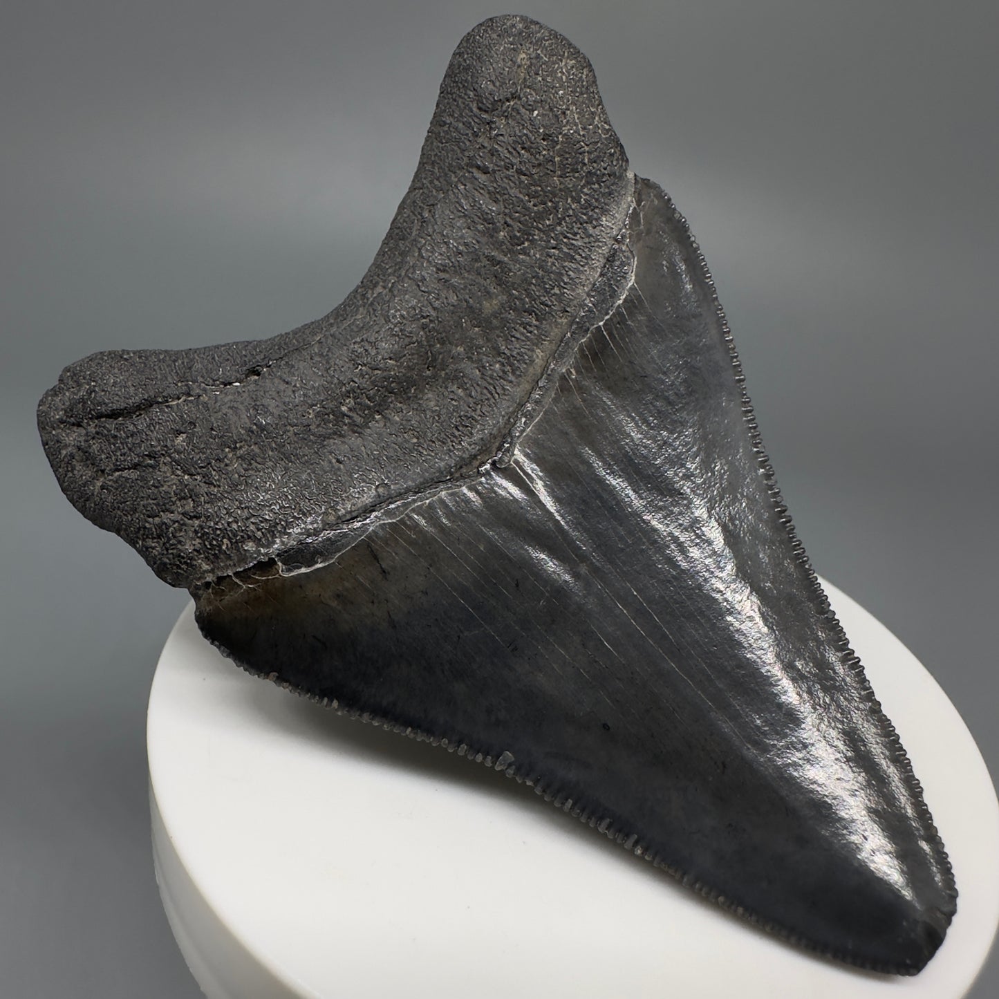 Dark colors, serrated 2.94" Fossil Megalodon Shark Tooth from South Carolina CM5268 - Back Left