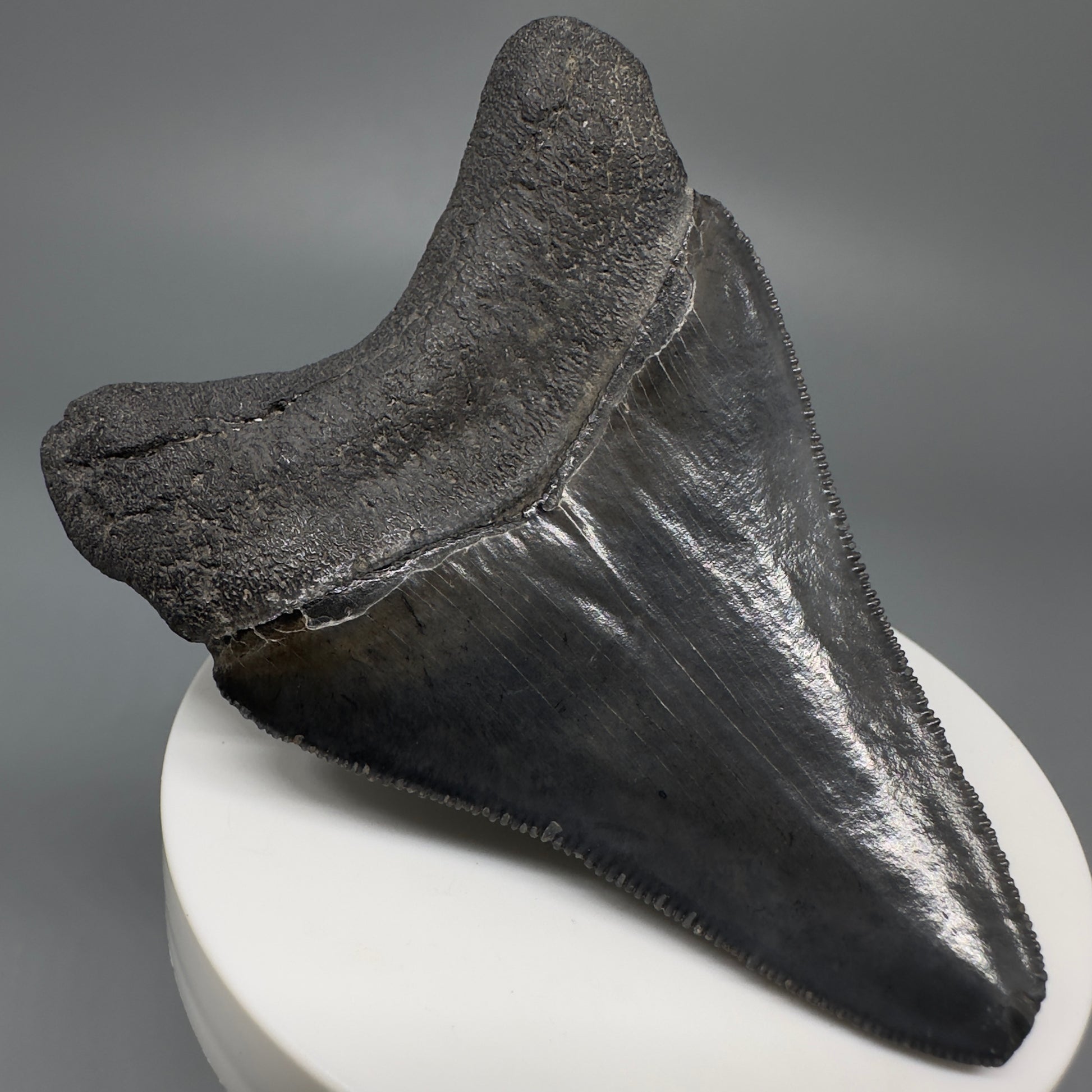 Dark colors, serrated 2.94" Fossil Megalodon Shark Tooth from South Carolina CM5268 - Back Left