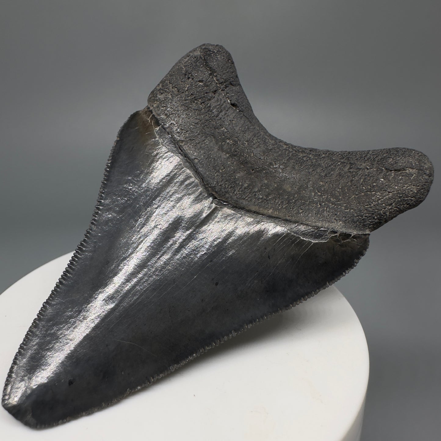 Dark colors, serrated 2.94" Fossil Megalodon Shark Tooth from South Carolina CM5268 - Back Right
