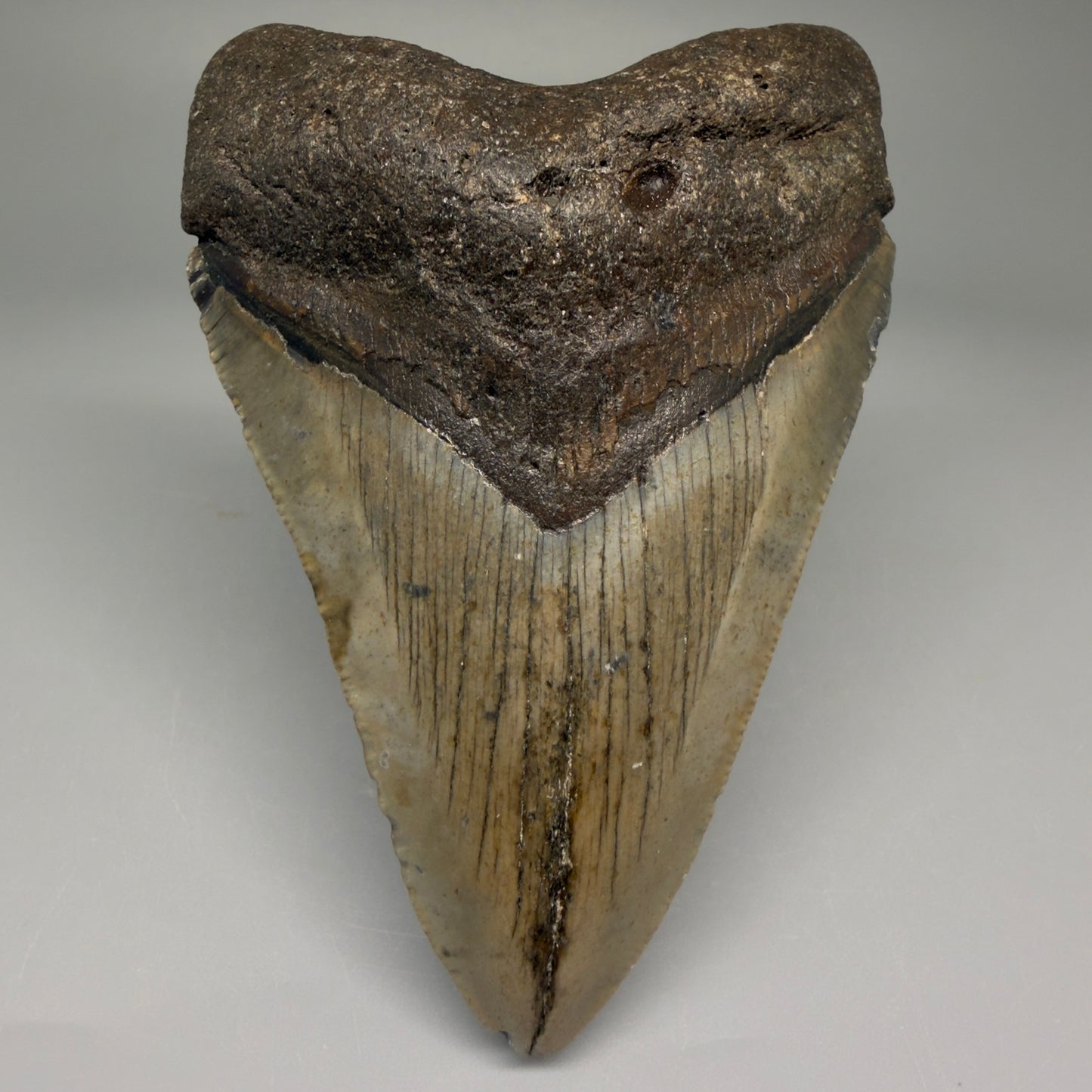 Front View 4.03" Authentic Megalodon Tooth – North Carolina Fossil | Carcharocles megalodon CM5635 - 1