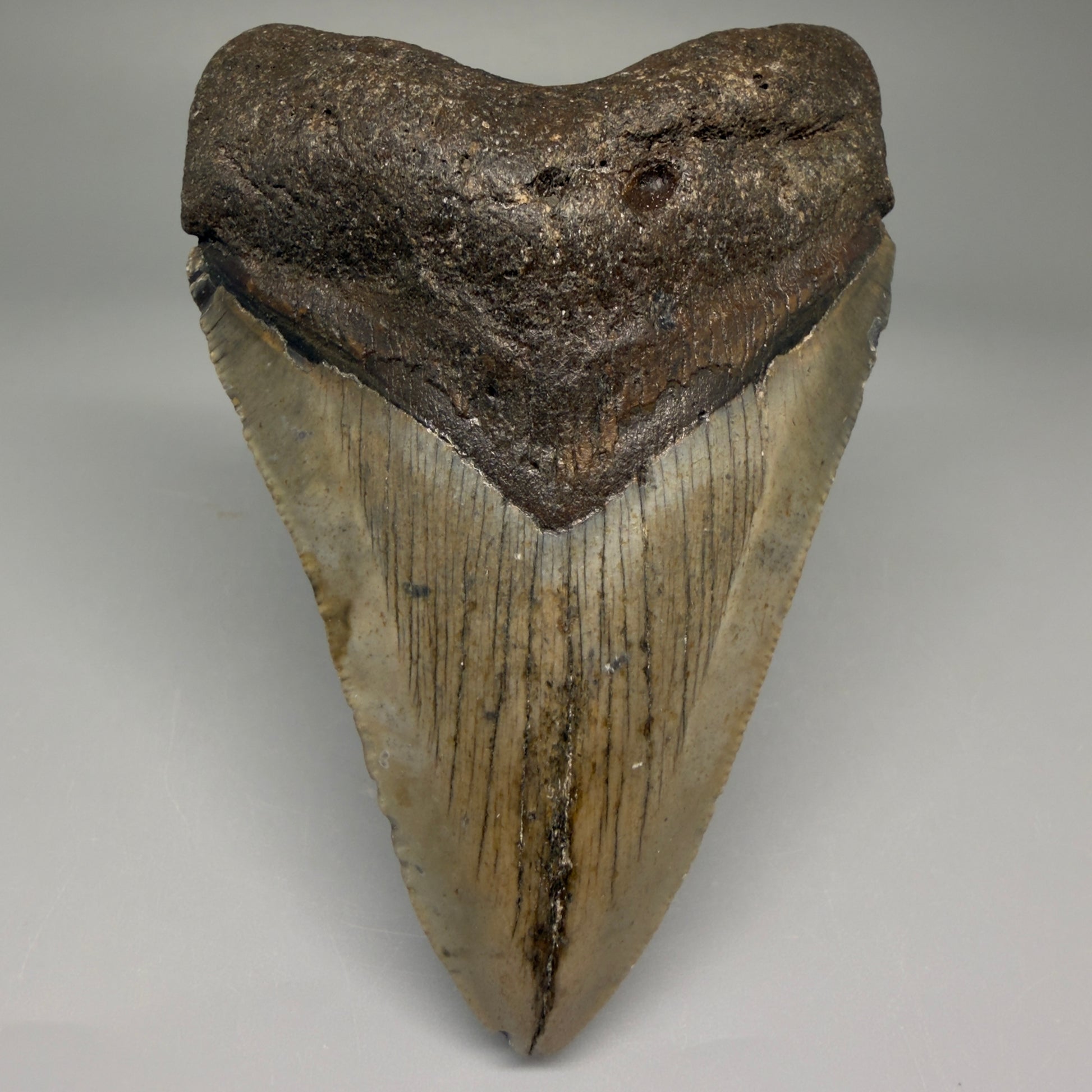 Front View 4.03" Authentic Megalodon Tooth – North Carolina Fossil | Carcharocles megalodon CM5635 - 1
