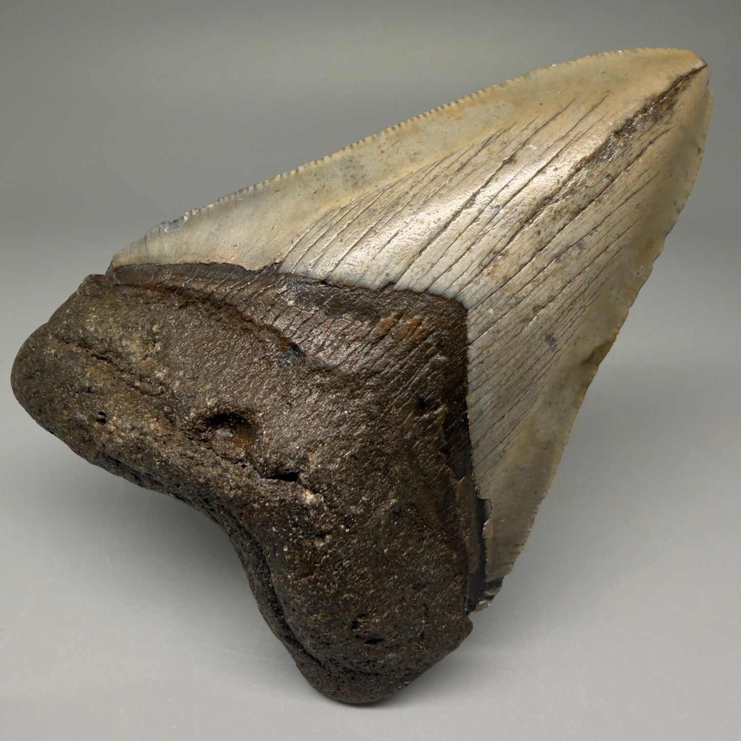 Front View 4.03" Authentic Megalodon Tooth – North Carolina Fossil | Carcharocles megalodon CM5635 - 2