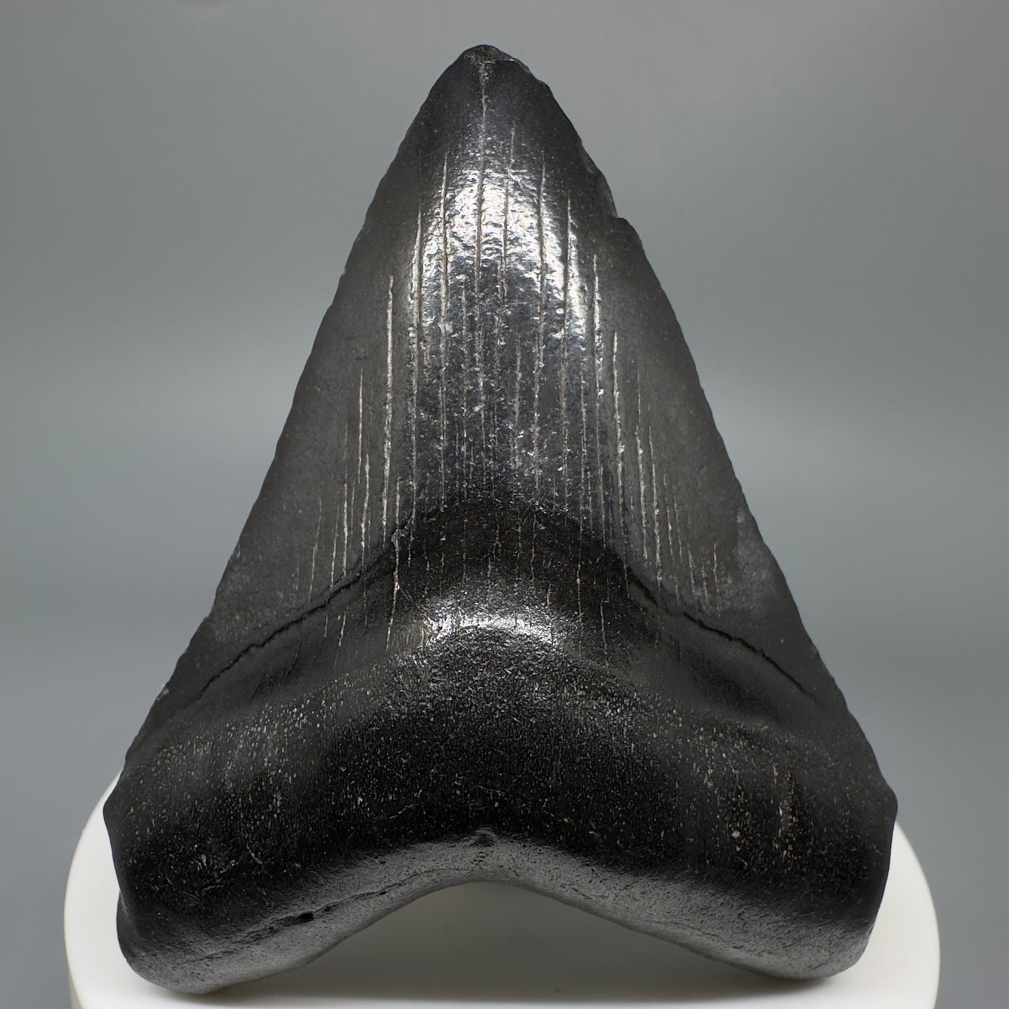 Dark colors 2.73" Fossil Megalodon Shark Tooth from South Carolina CM5267 - Front