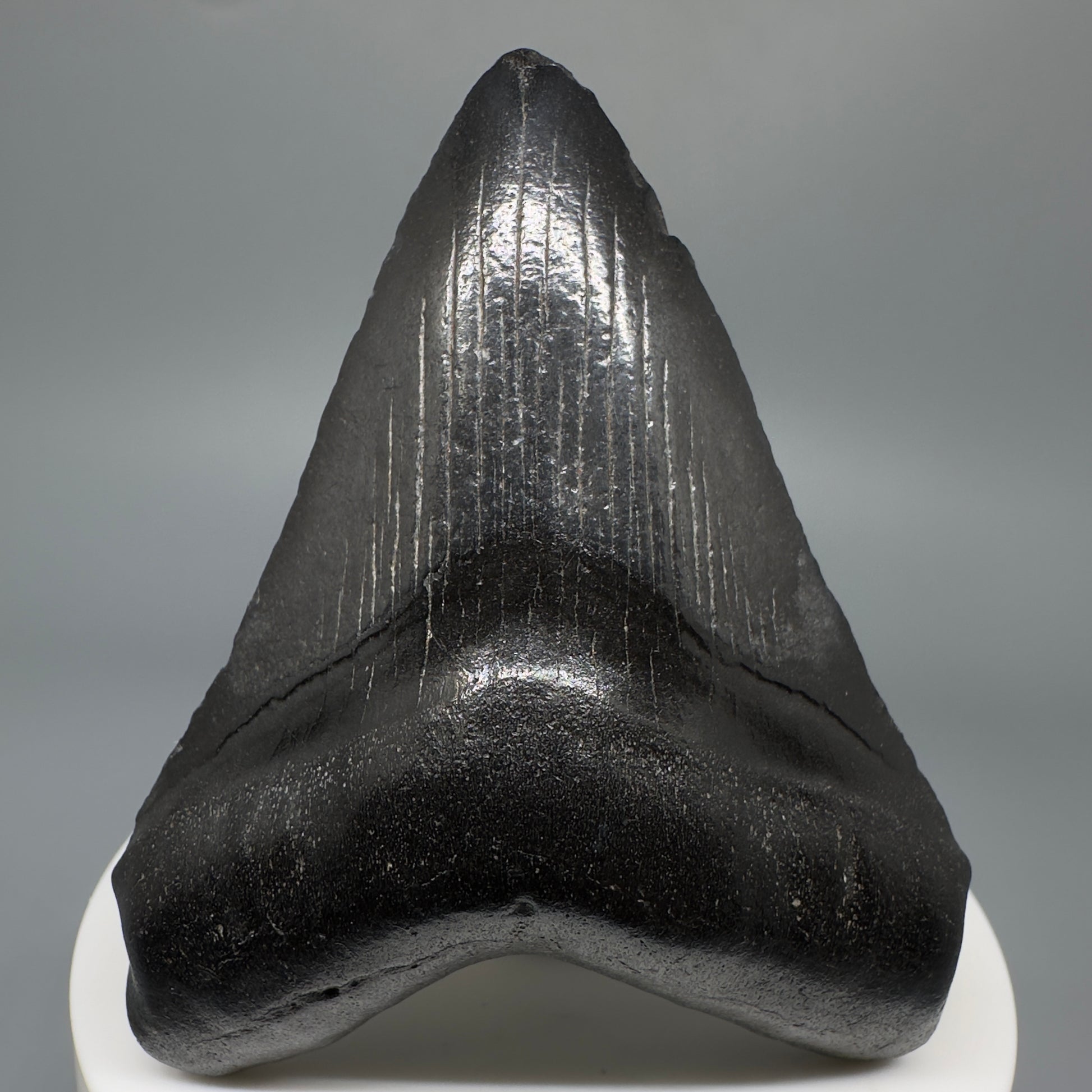 Dark colors 2.73" Fossil Megalodon Shark Tooth from South Carolina CM5267 - Front