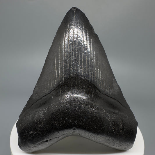 Dark colors 2.73" Fossil Megalodon Shark Tooth from South Carolina CM5267 - Front