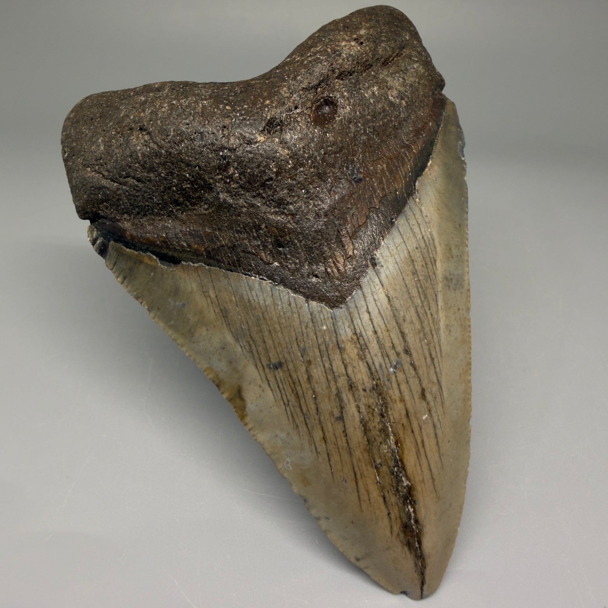 Front Left View 4.03" Authentic Megalodon Tooth – North Carolina Fossil | Carcharocles megalodon CM5635