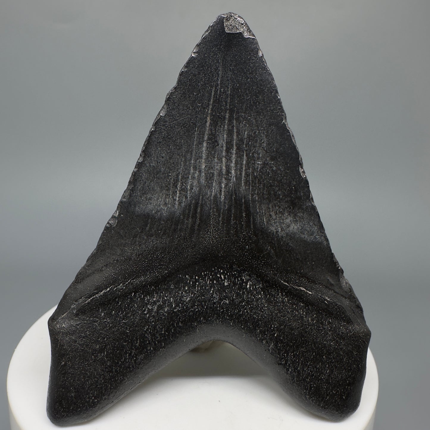 Dark colors 2.73" Fossil Megalodon Shark Tooth from South Carolina CM5267 - Back