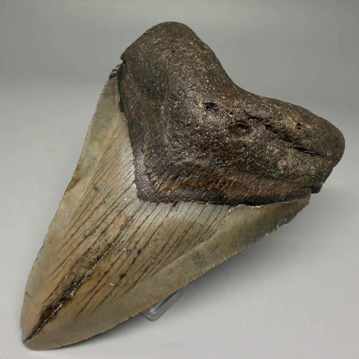 Front Right View 4.03" Authentic Megalodon Tooth – North Carolina Fossil | Carcharocles megalodon CM5635