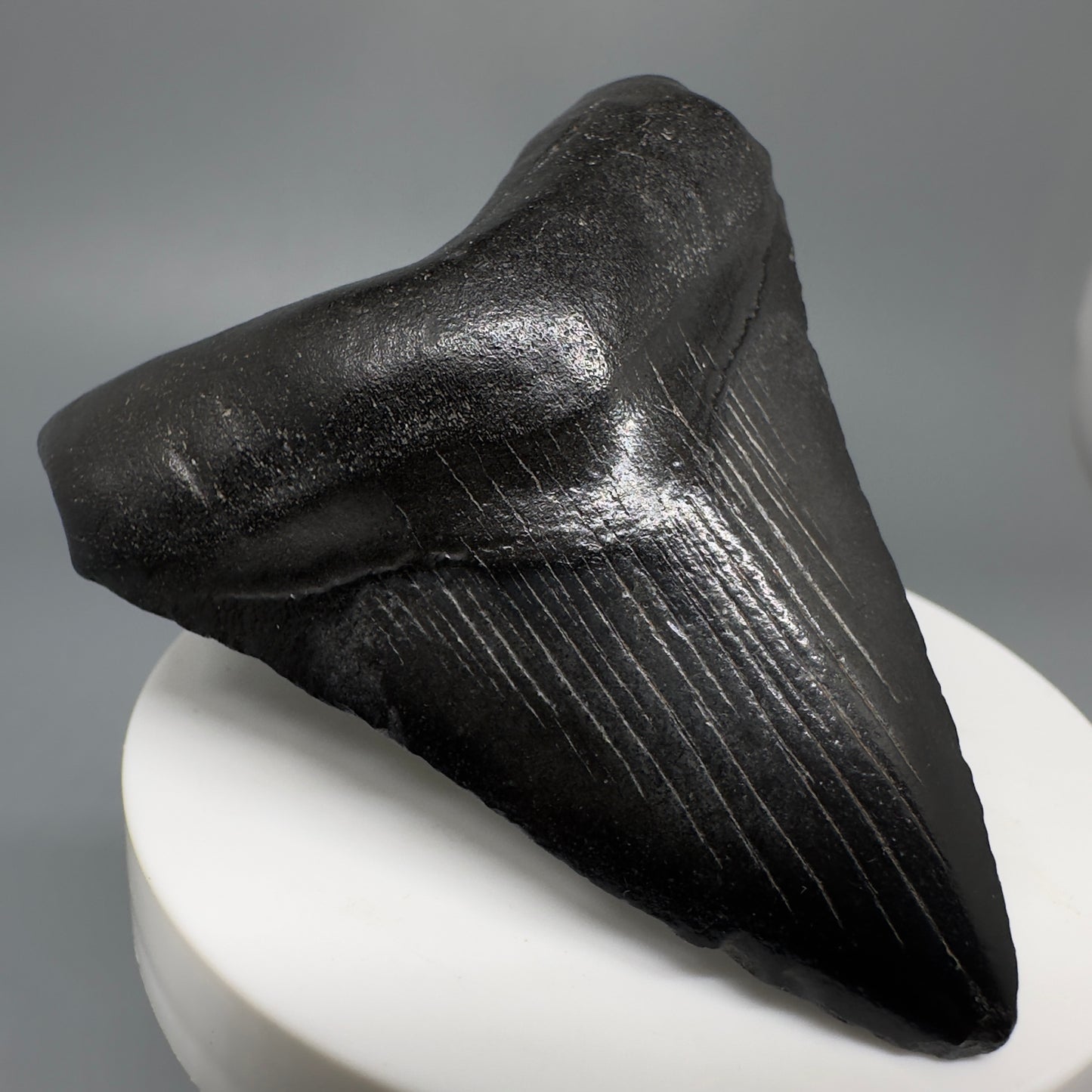 Dark colors 2.73" Fossil Megalodon Shark Tooth from South Carolina CM5267 - Front Left