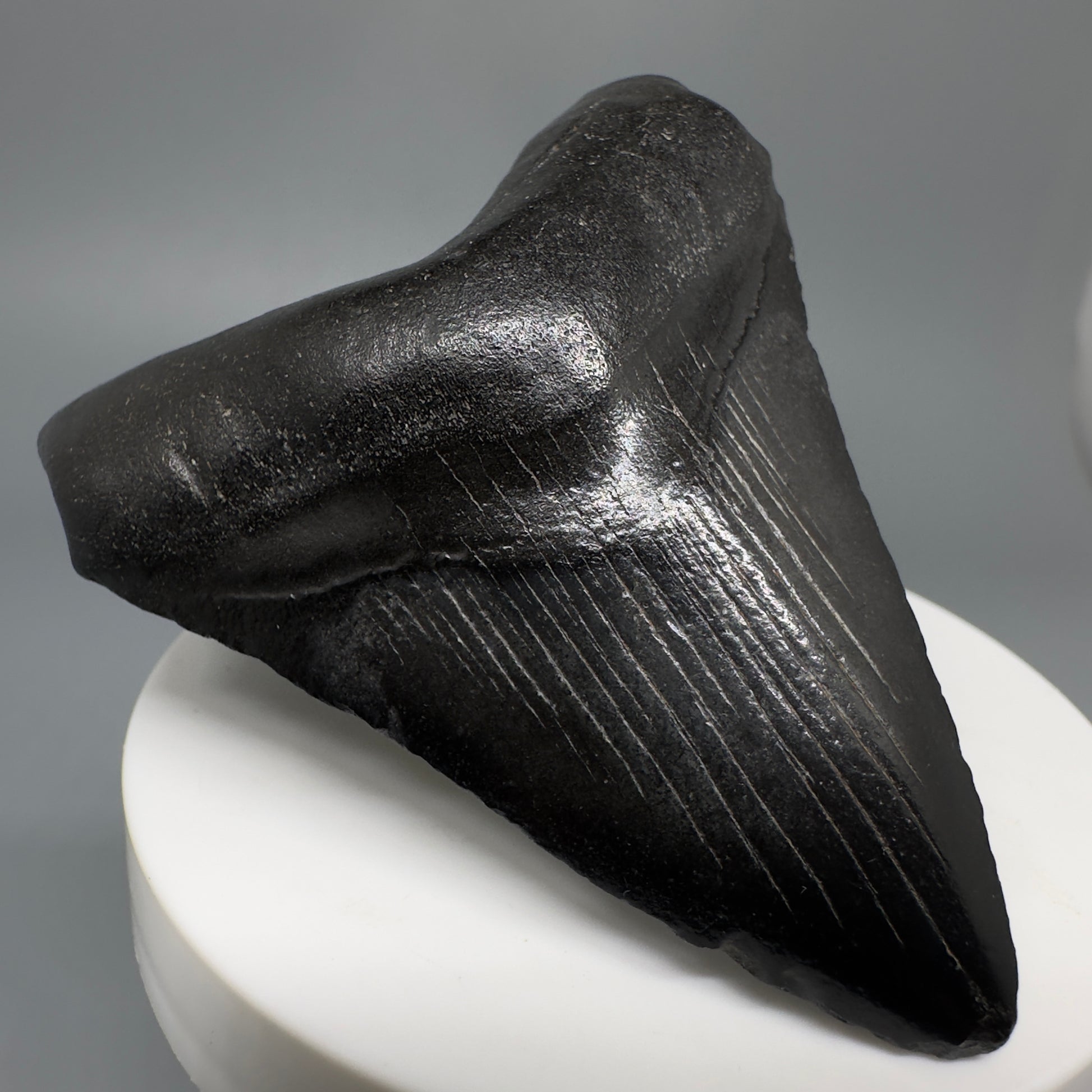 Dark colors 2.73" Fossil Megalodon Shark Tooth from South Carolina CM5267 - Front Left