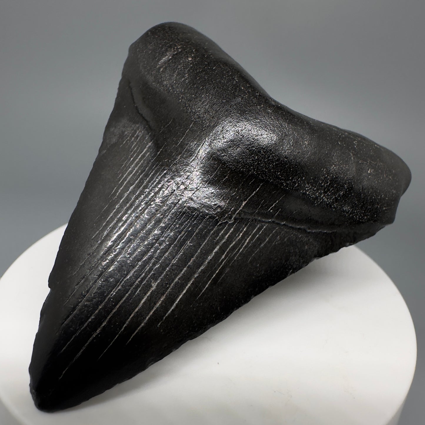 Dark colors 2.73" Fossil Megalodon Shark Tooth from South Carolina CM5267 - Front Right