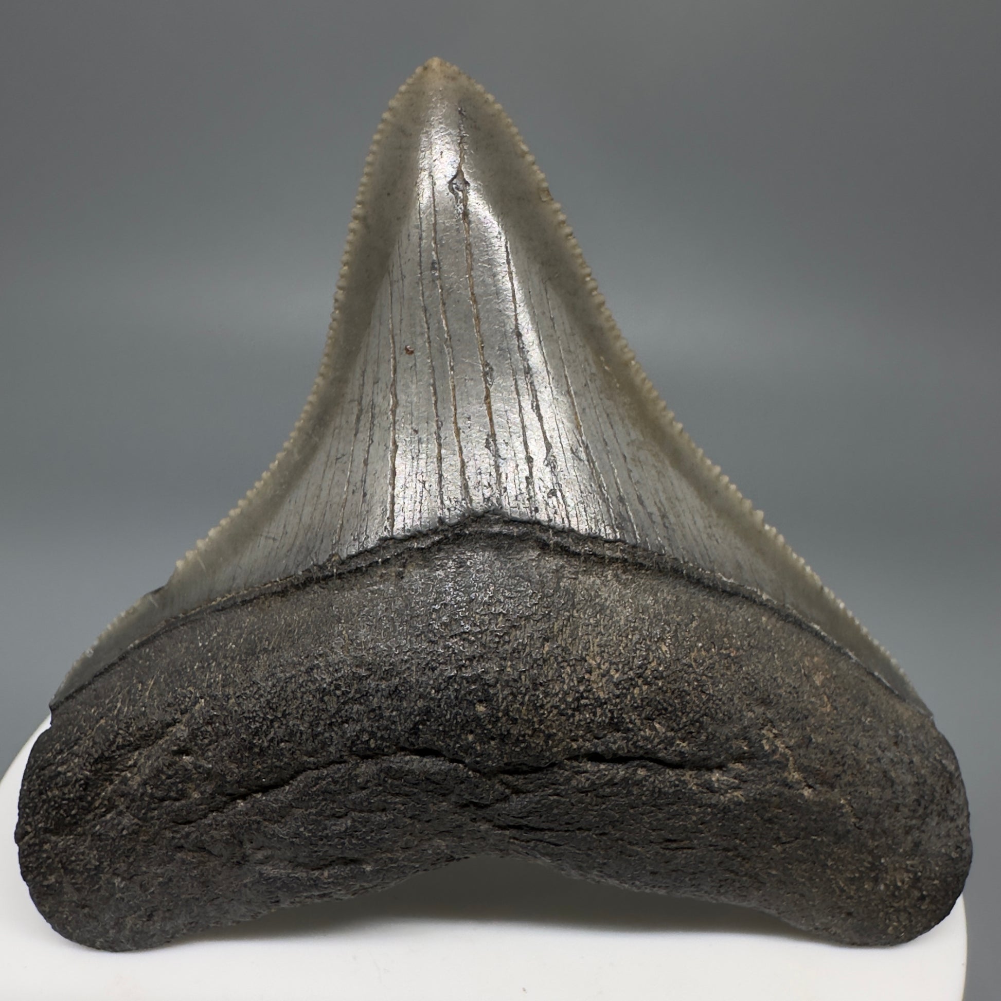 Colorful, lateral, serrated 2.49" Fossil Megalodon Shark Tooth from South Carolina CM566 - Front 1