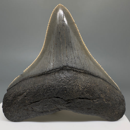 Colorful, lateral, serrated 2.49" Fossil Megalodon Shark Tooth from South Carolina CM566 - Front