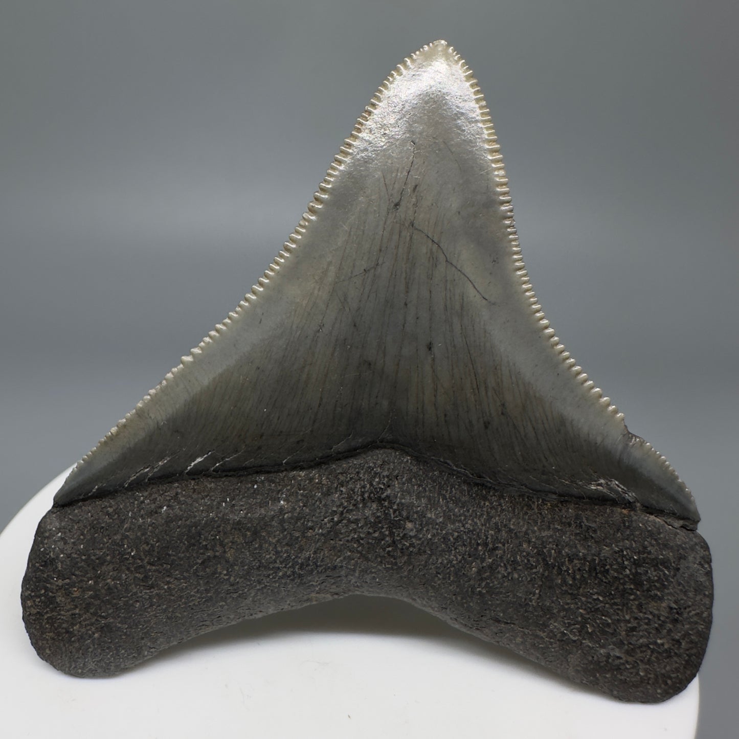 Colorful, lateral, serrated 2.49" Fossil Megalodon Shark Tooth from South Carolina CM566 - Back 