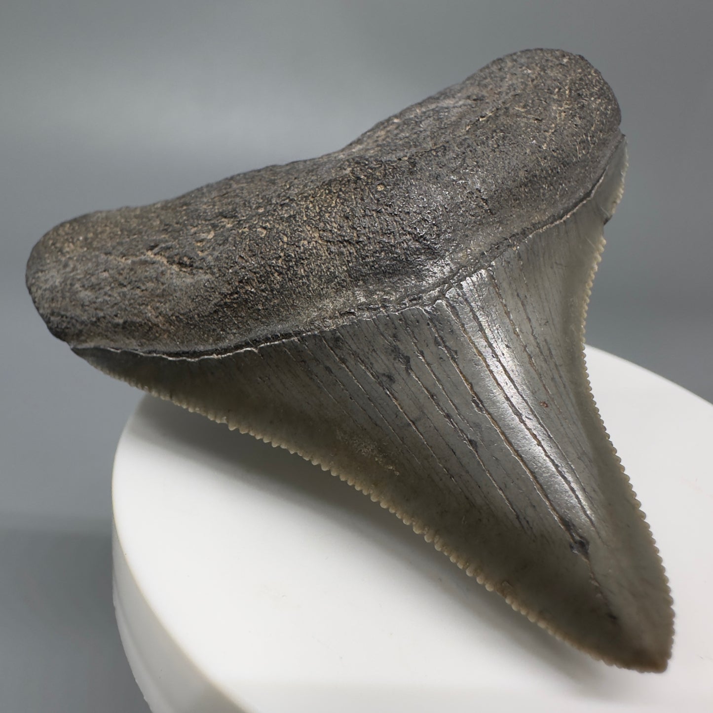 Colorful, lateral, serrated 2.49" Fossil Megalodon Shark Tooth from South Carolina CM566 - Front Left