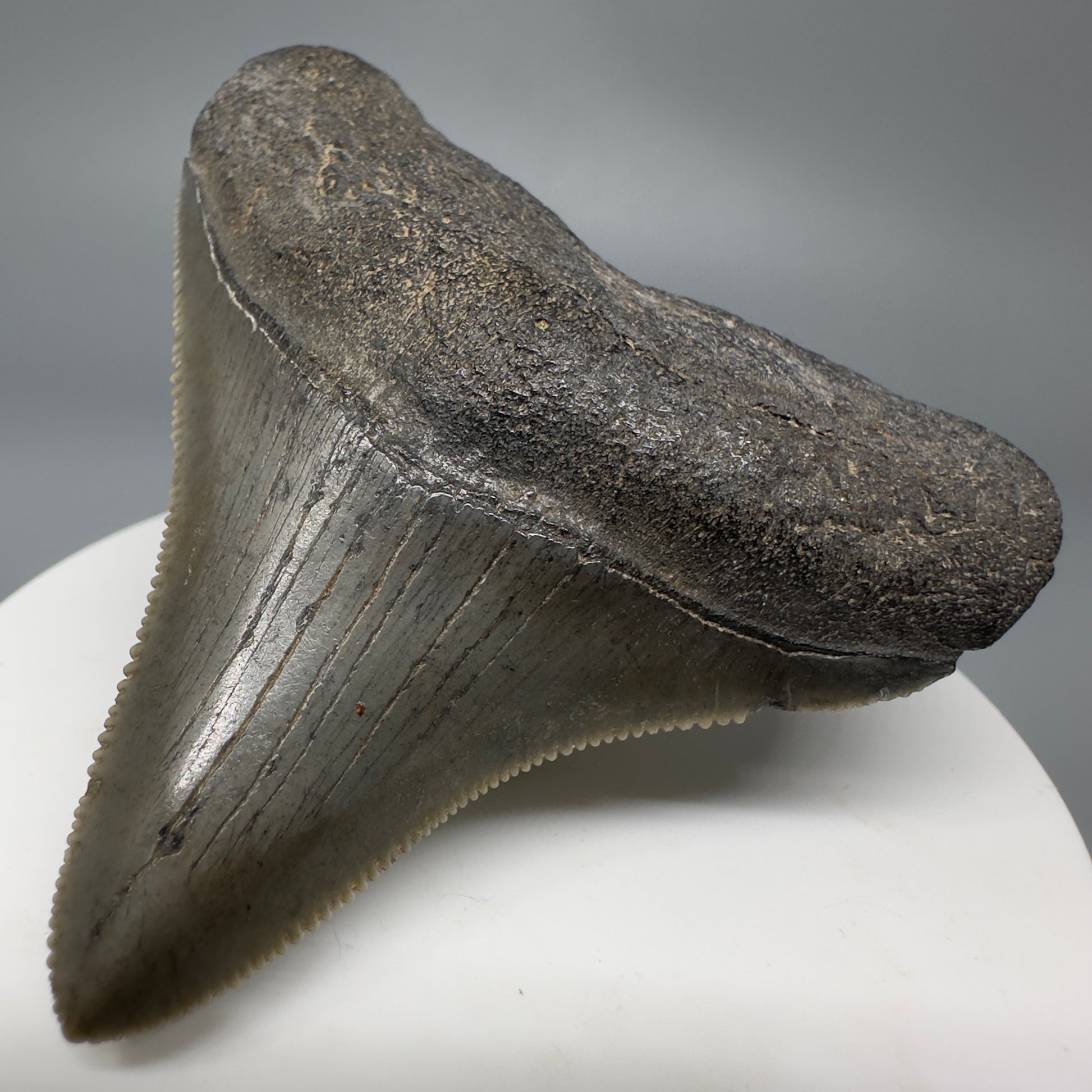 Colorful, lateral, serrated 2.49" Fossil Megalodon Shark Tooth from South Carolina CM566 - Front Right