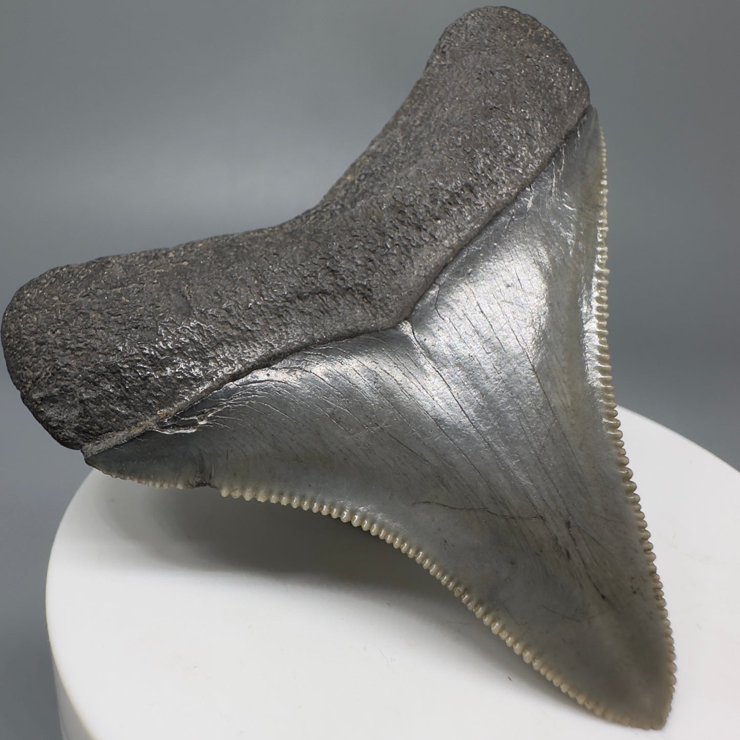 Colorful, lateral, serrated 2.49" Fossil Megalodon Shark Tooth from South Carolina CM566 - Back Left