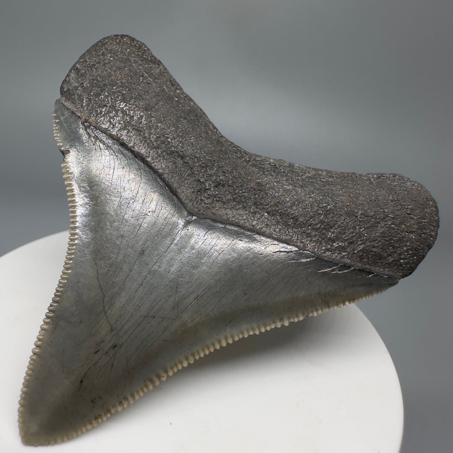 Colorful, lateral, serrated 2.49" Fossil Megalodon Shark Tooth from South Carolina CM566 - Back Right