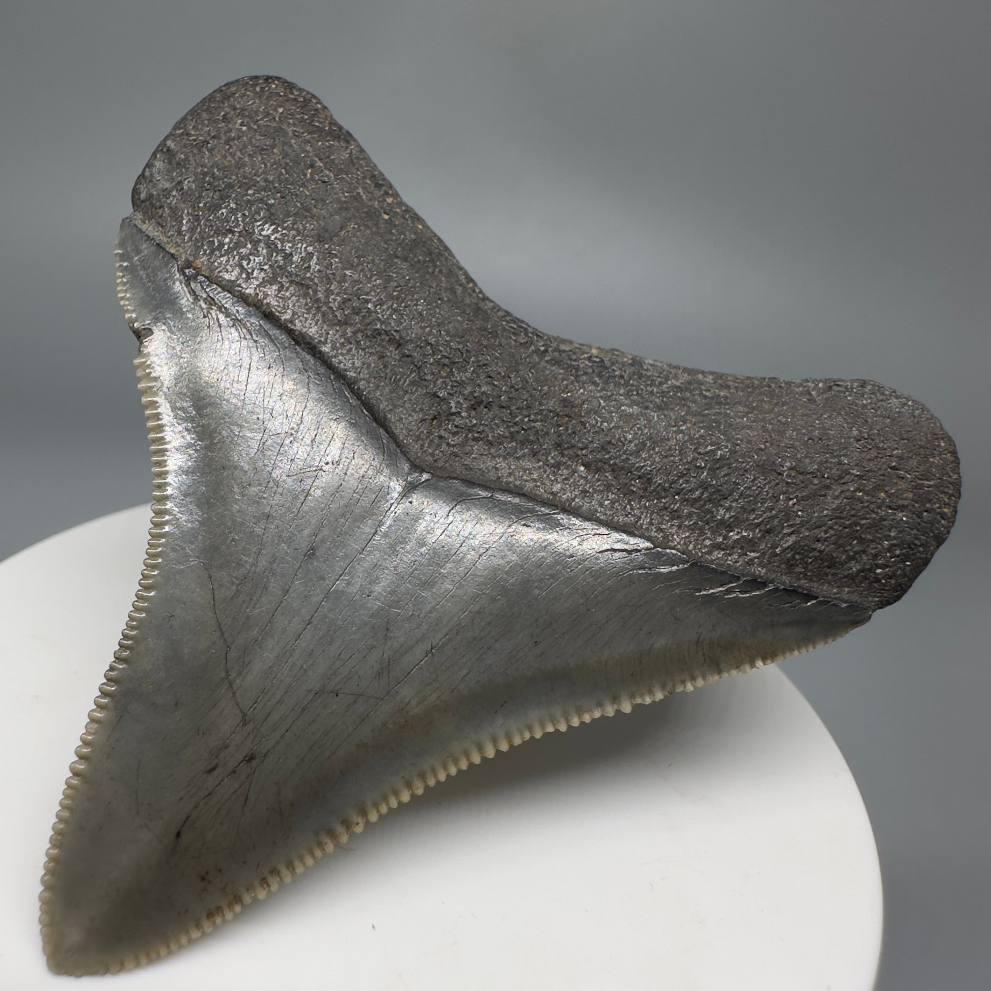 Colorful, lateral, serrated 2.49" Fossil Megalodon Shark Tooth from South Carolina CM566 - Back Right
