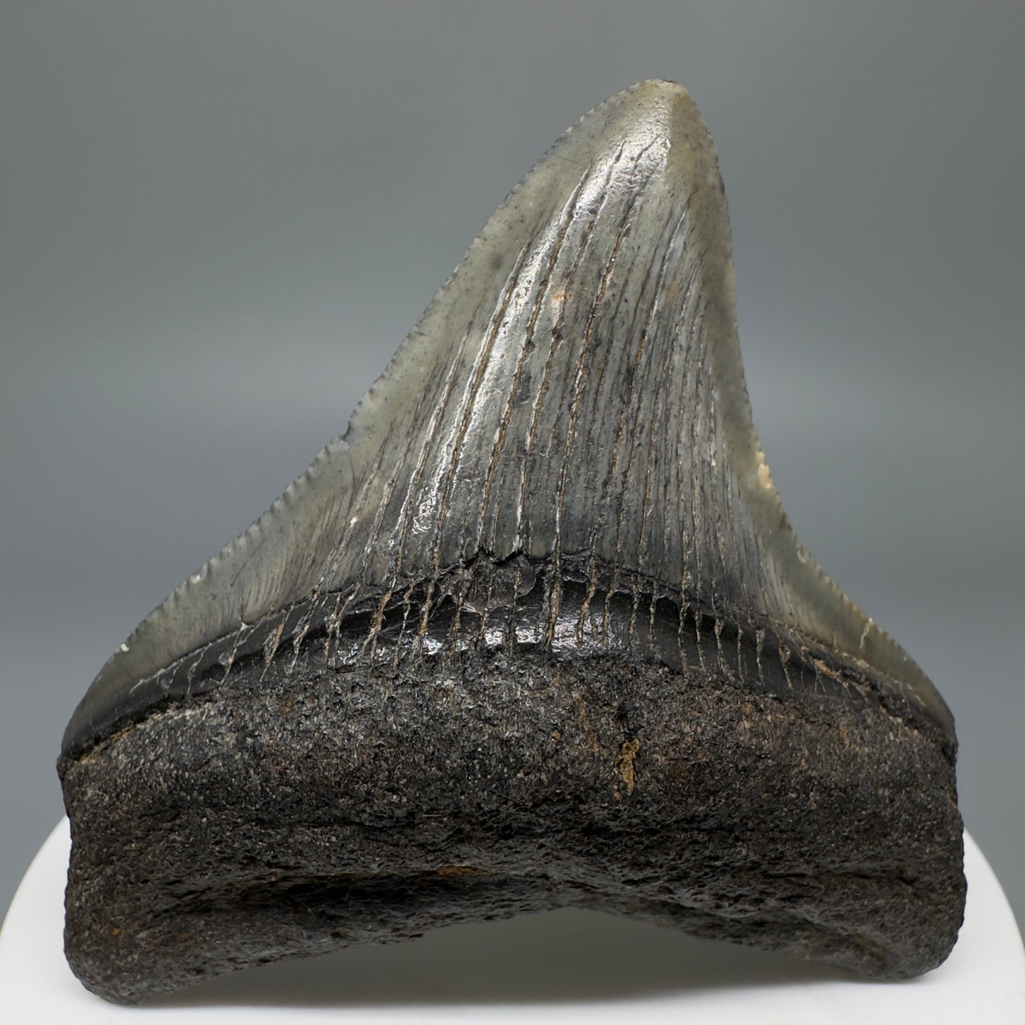 Colorful, lateral 2.53" Fossil Megalodon Shark Tooth from South Carolina CM5265 - Front