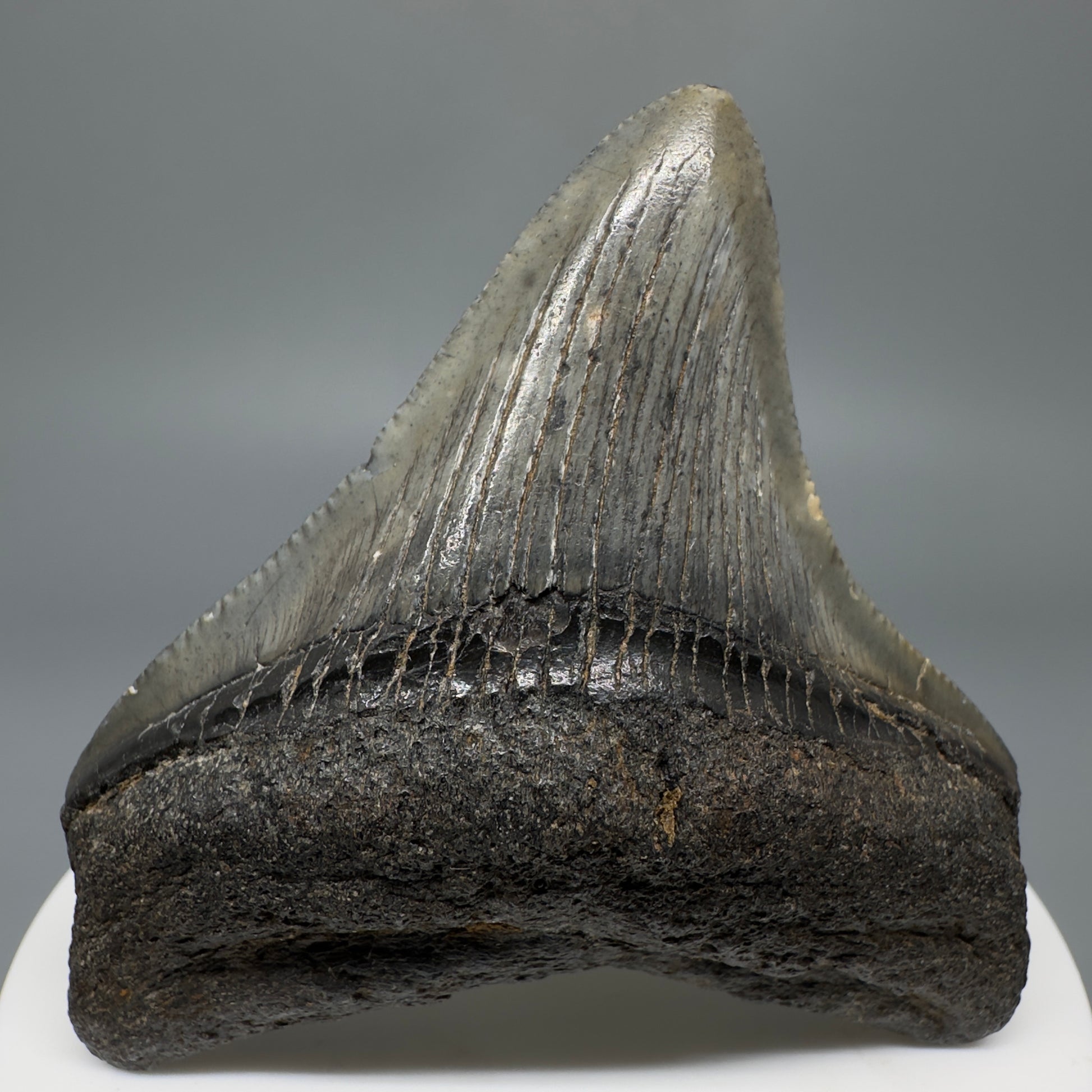 Colorful, lateral 2.53" Fossil Megalodon Shark Tooth from South Carolina CM5265 - Front