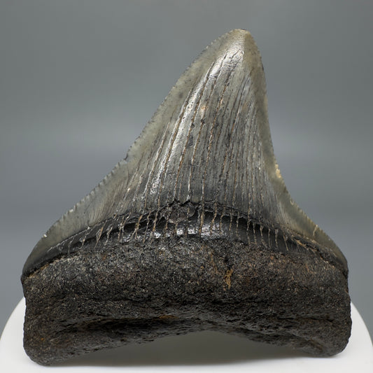 Colorful, lateral 2.53" Fossil Megalodon Shark Tooth from South Carolina CM5265 - Front