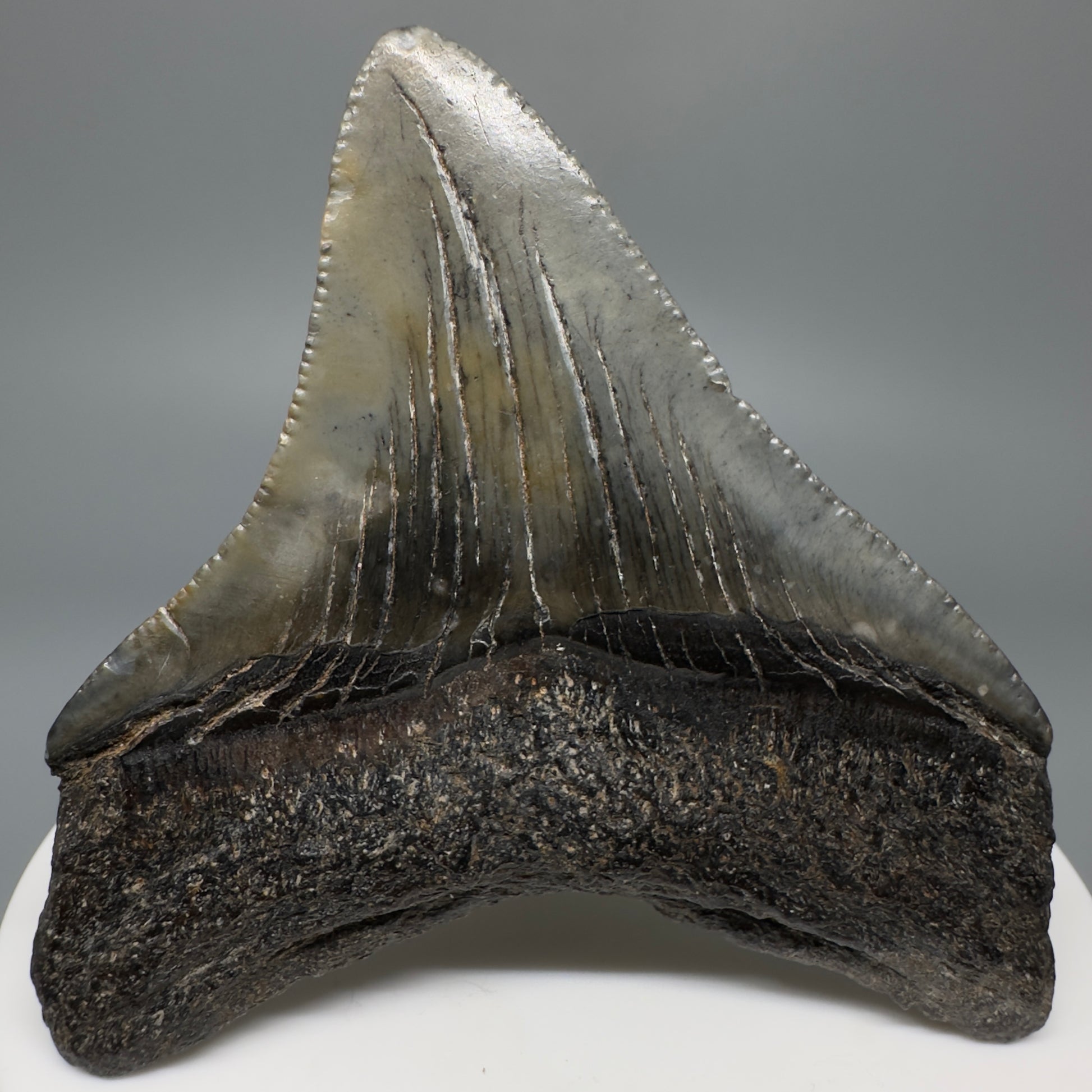 Colorful, lateral 2.53" Fossil Megalodon Shark Tooth from South Carolina CM5265 - Back