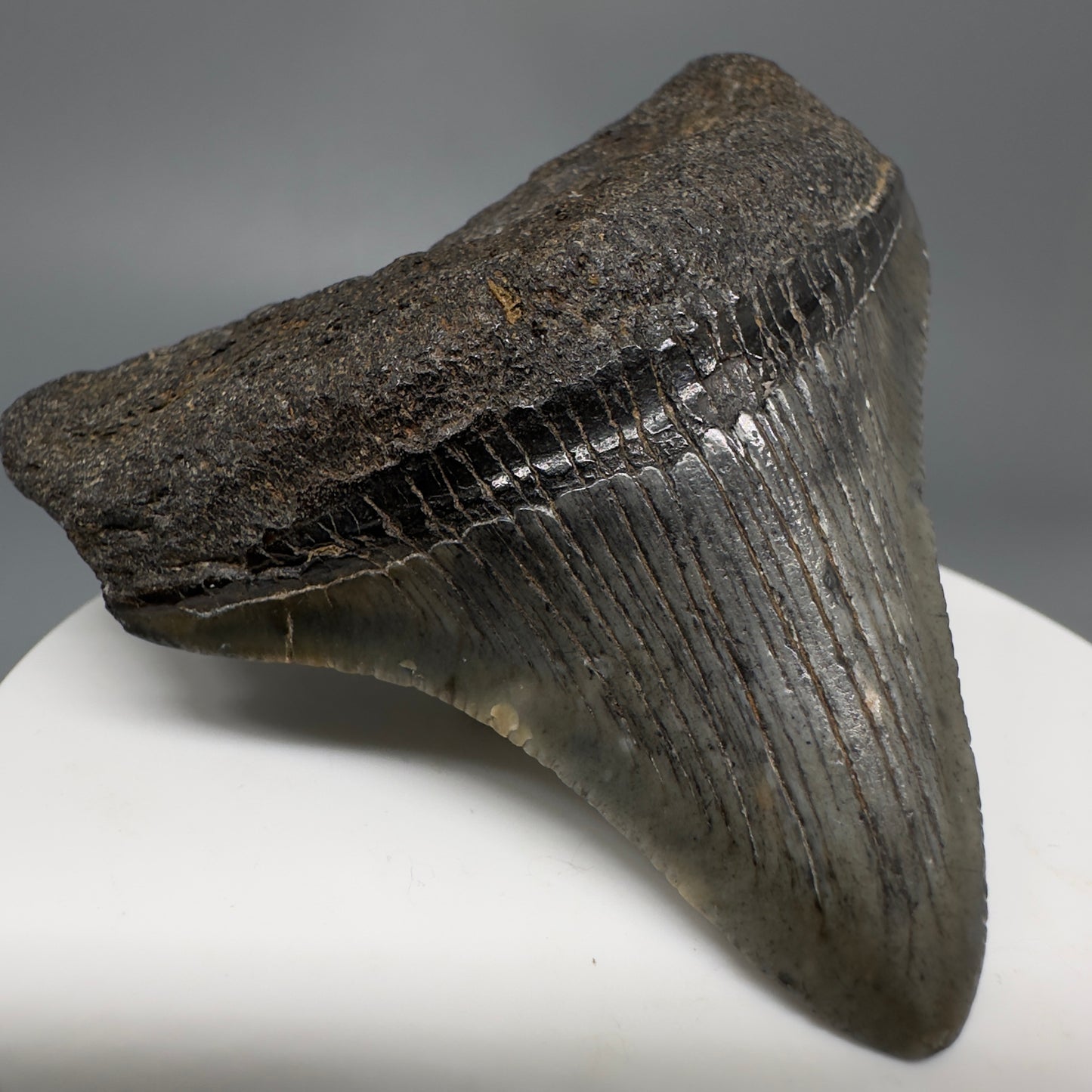 Colorful, lateral 2.53" Fossil Megalodon Shark Tooth from South Carolina CM5265 - Front Left