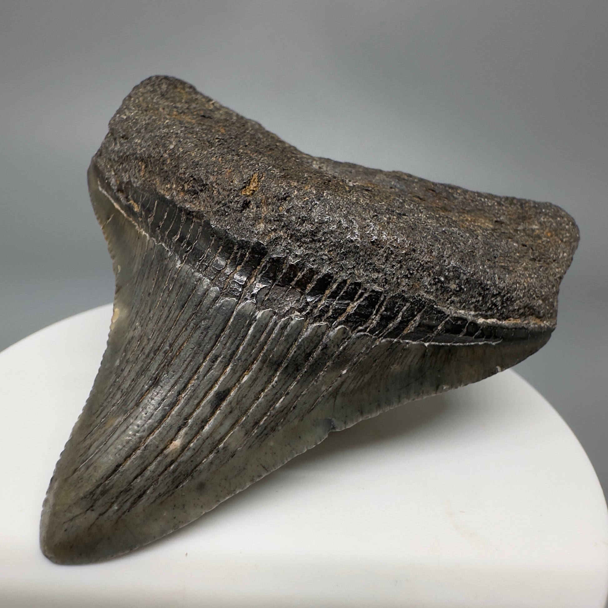 Colorful, lateral 2.53" Fossil Megalodon Shark Tooth from South Carolina CM5265 - Front Right