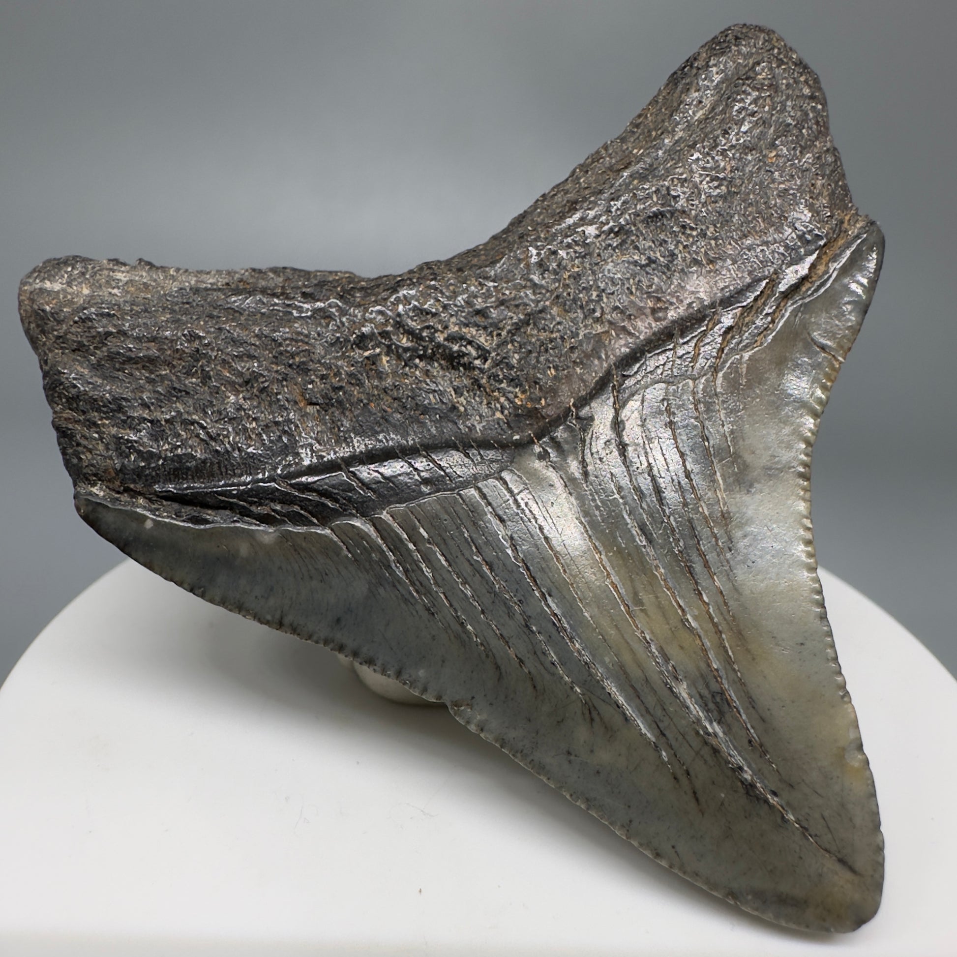 Colorful, lateral 2.53" Fossil Megalodon Shark Tooth from South Carolina CM5265 - Back Left