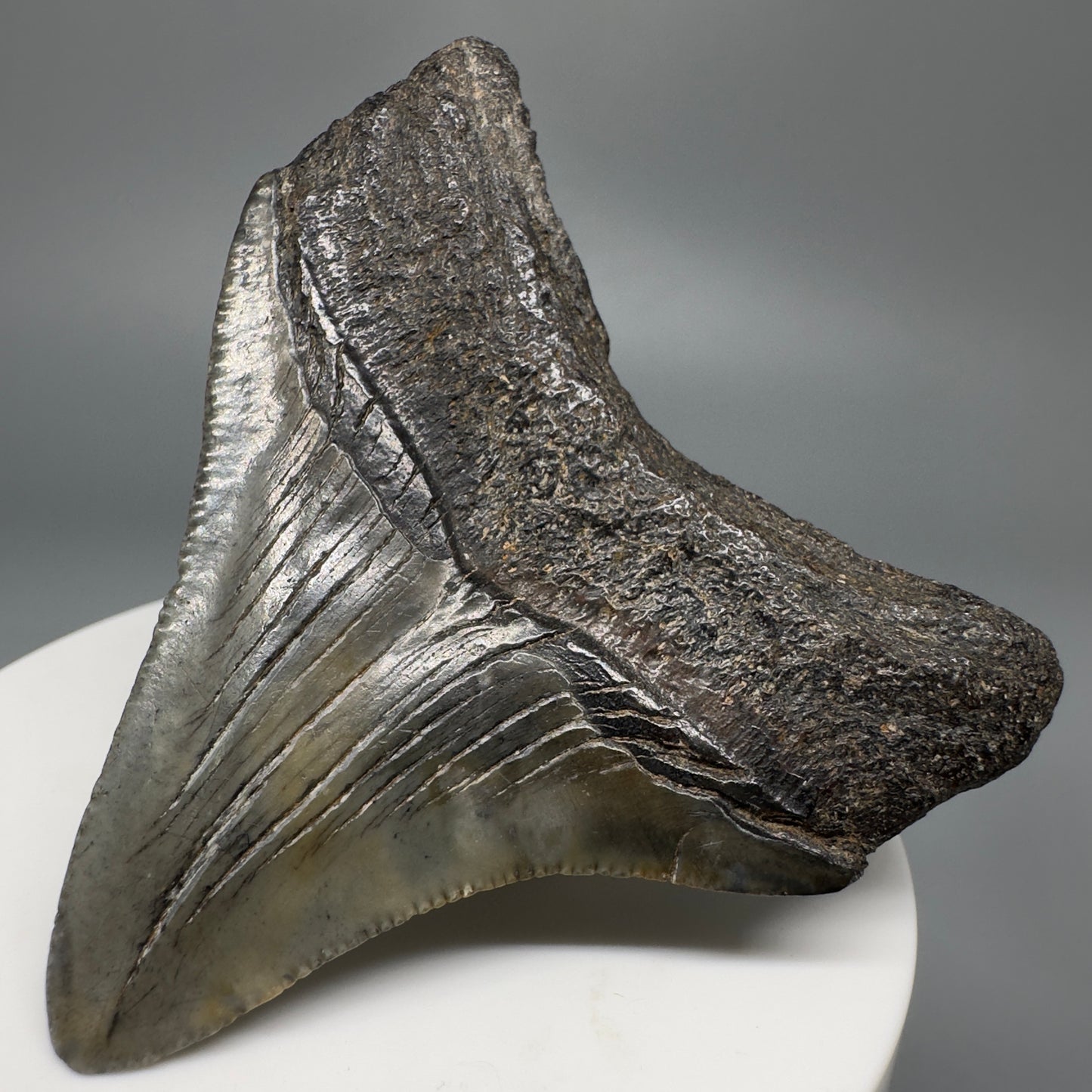 Colorful, lateral 2.53" Fossil Megalodon Shark Tooth from South Carolina CM5265 - Front Right
