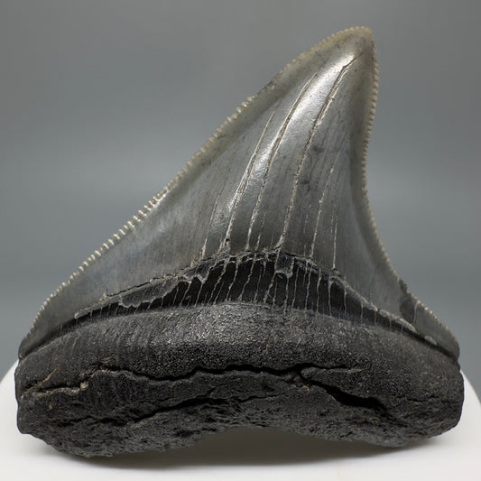 Colorful, lateral, serrated 2.40" Fossil Megalodon Shark Tooth from South Carolina CM5264 - Front