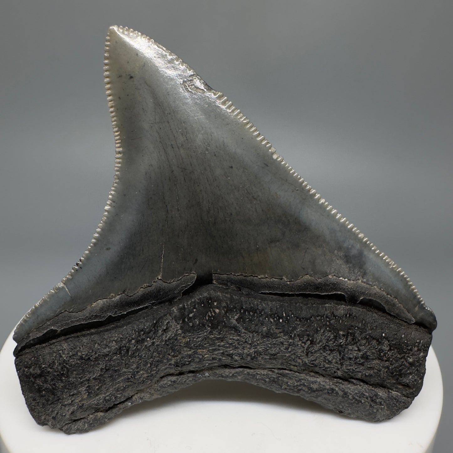 Colorful, lateral, serrated 2.40" Fossil Megalodon Shark Tooth from South Carolina CM5264 - Back