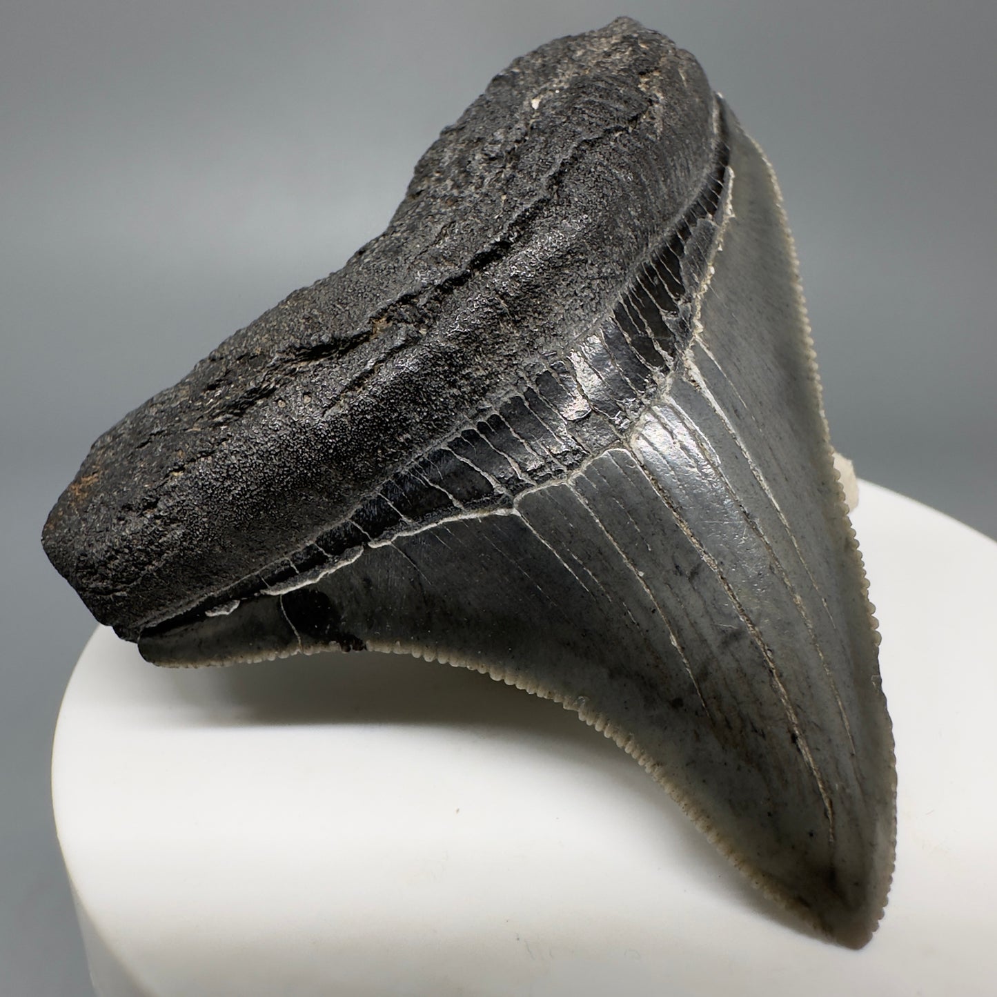 Colorful, lateral, serrated 2.40" Fossil Megalodon Shark Tooth from South Carolina CM5264 - Front Left