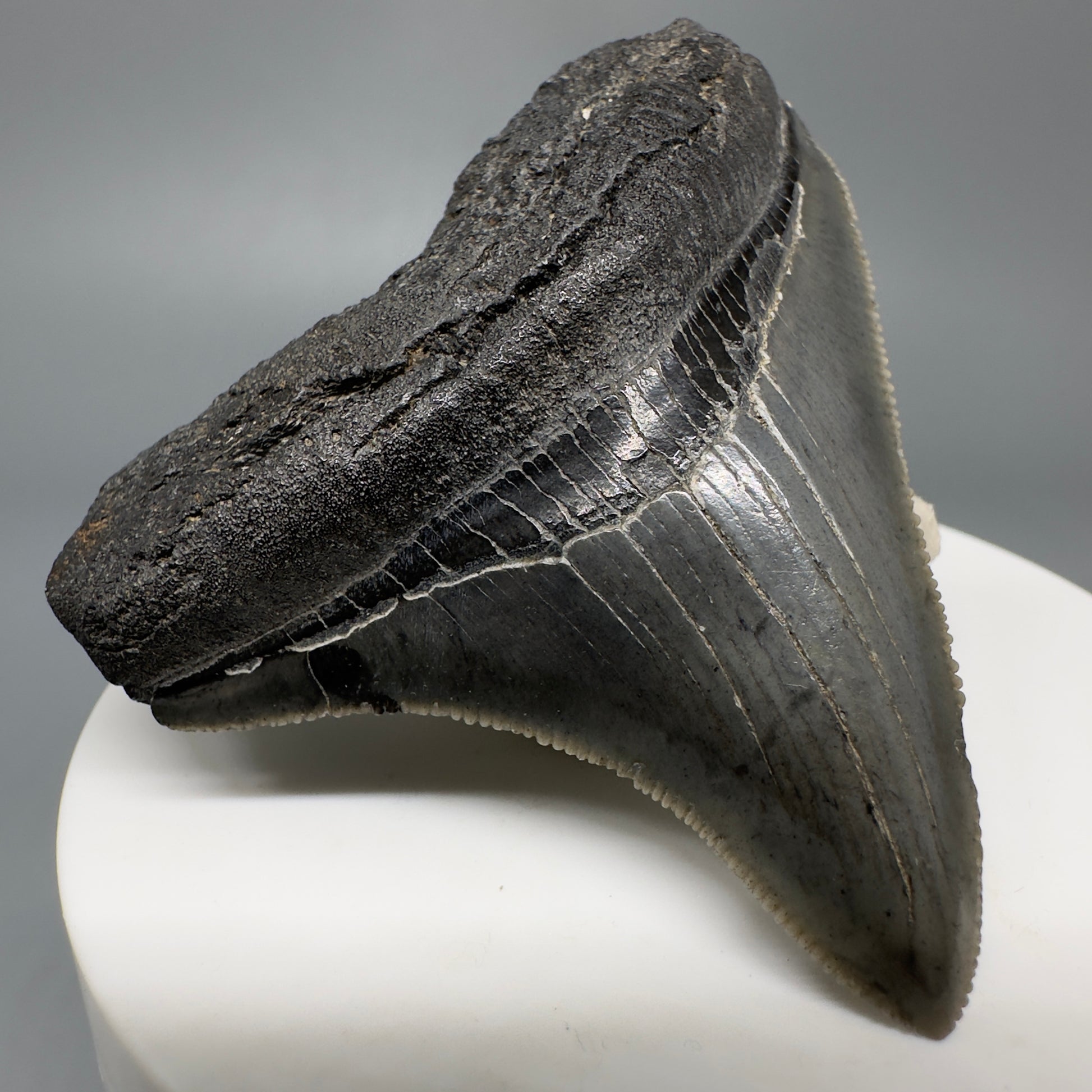 Colorful, lateral, serrated 2.40" Fossil Megalodon Shark Tooth from South Carolina CM5264 - Front Left