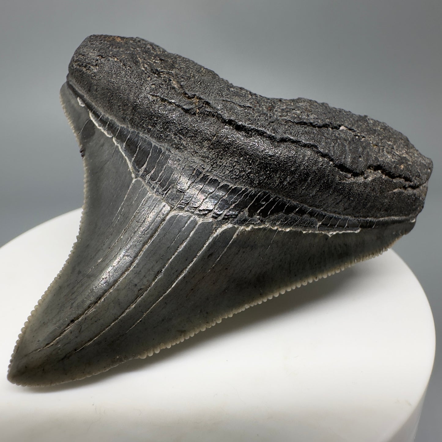 Colorful, lateral, serrated 2.40" Fossil Megalodon Shark Tooth from South Carolina CM5264 - Front Right