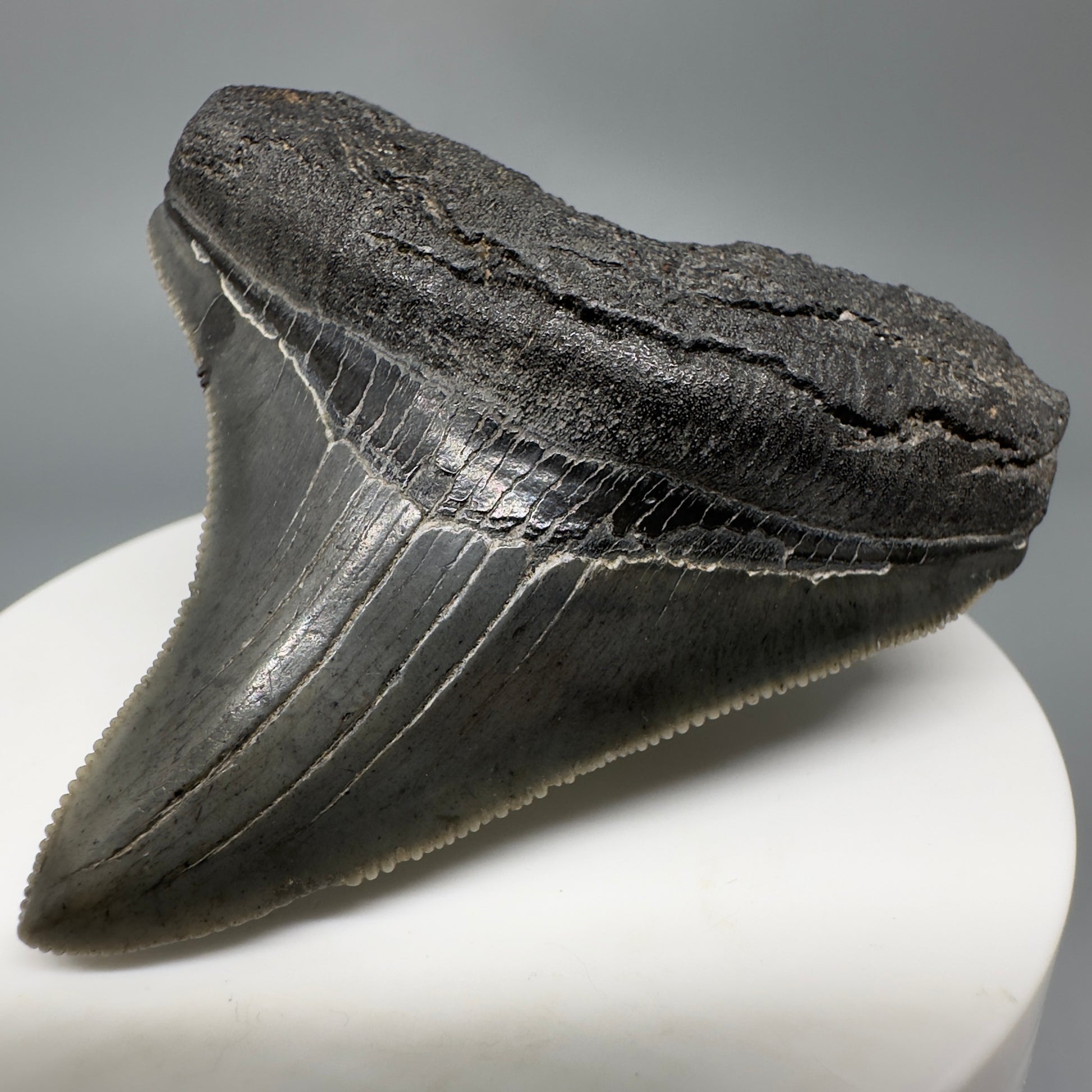 Colorful, lateral, serrated 2.40" Fossil Megalodon Shark Tooth from South Carolina CM5264 - Front Right