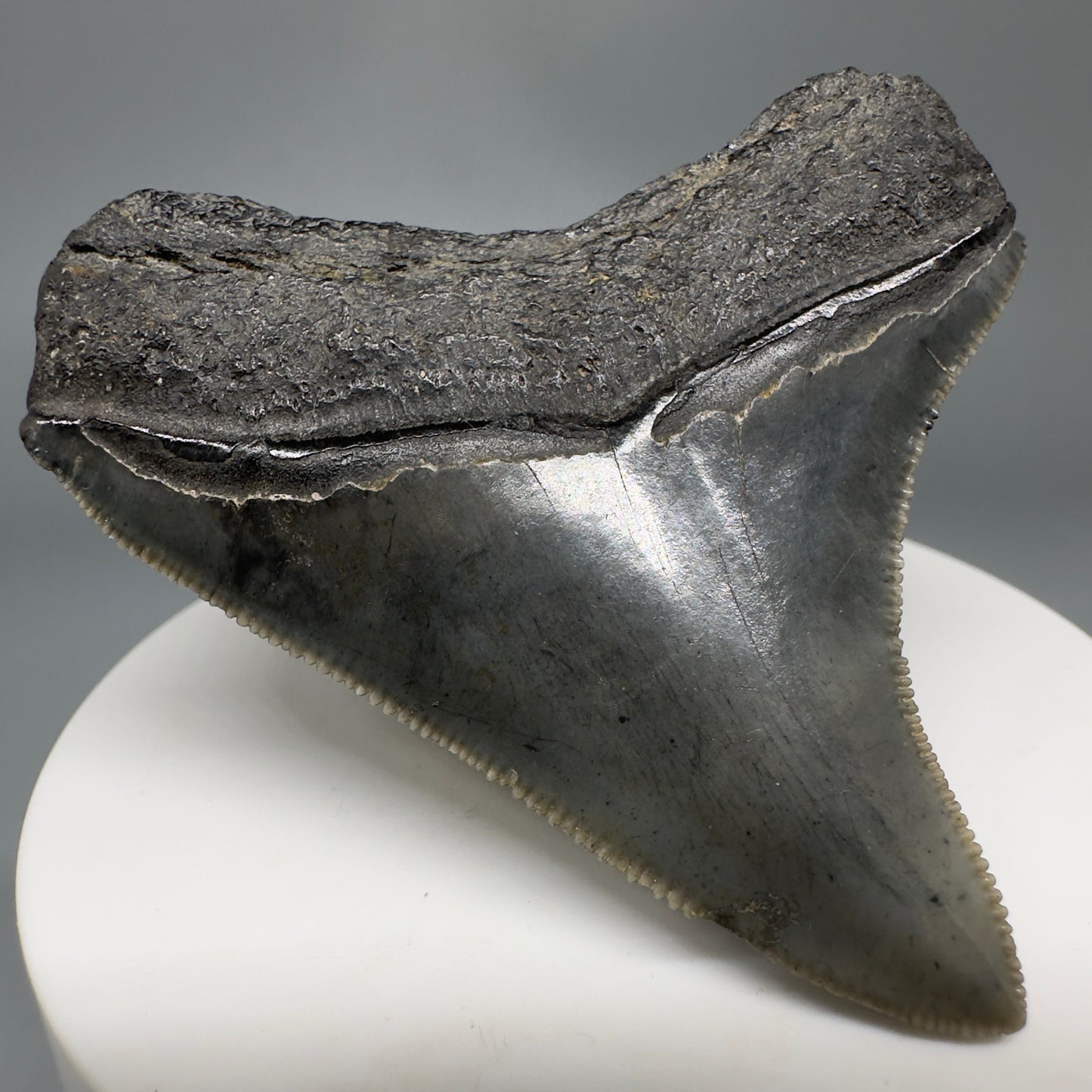Colorful, lateral, serrated 2.40" Fossil Megalodon Shark Tooth from South Carolina CM5264 - Back Left