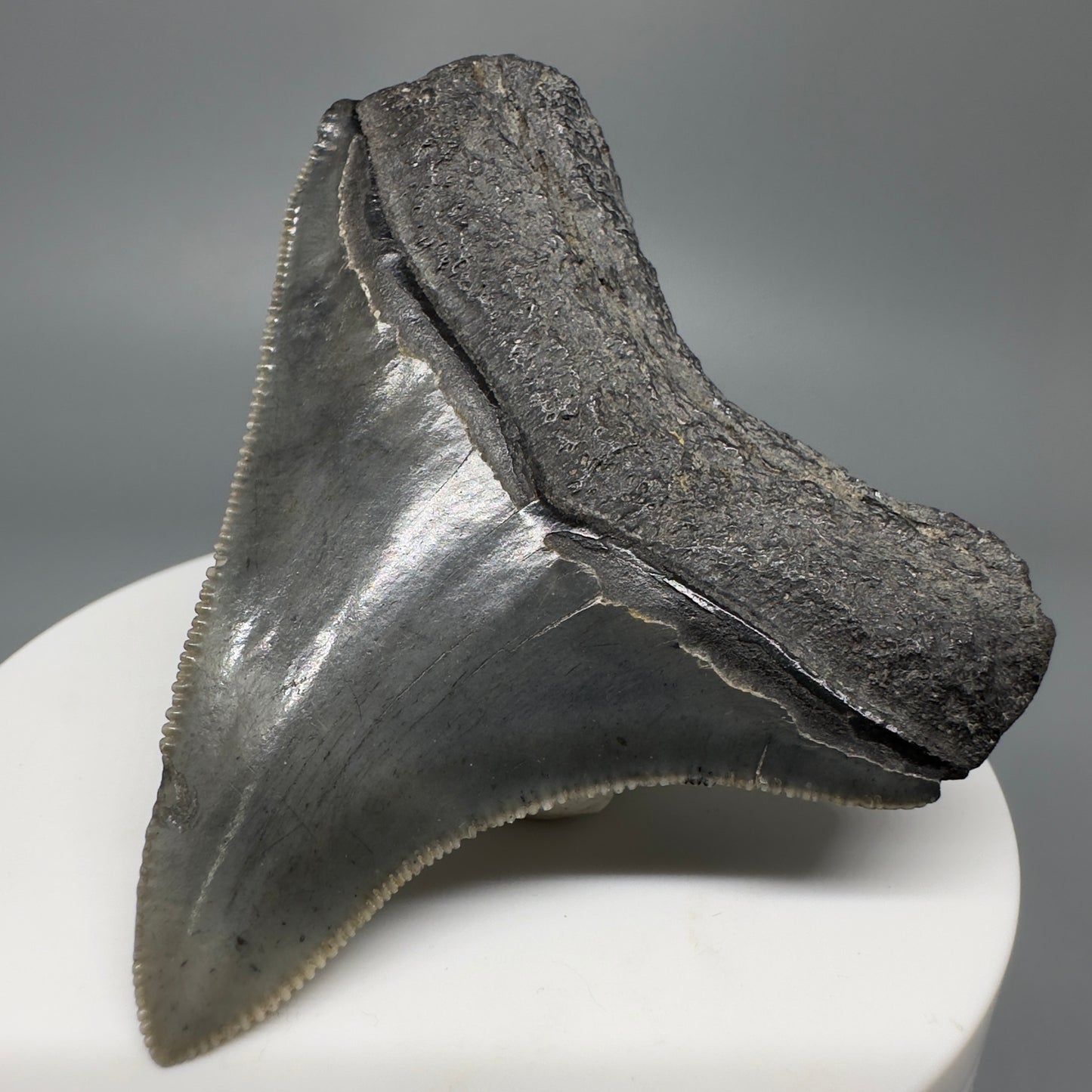 Colorful, lateral, serrated 2.40" Fossil Megalodon Shark Tooth from South Carolina CM5264 - Back Right