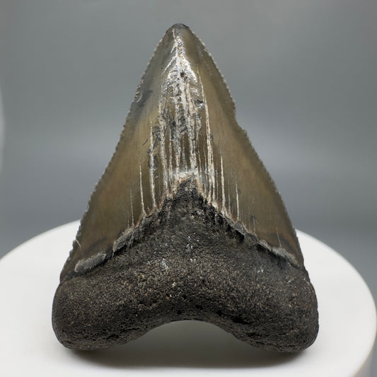 Baby anterior 1.81" Fossil Megalodon Shark Tooth from South Carolina CM5263 - front